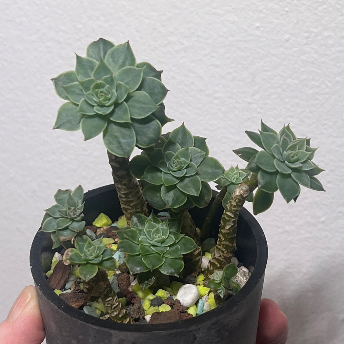 Photo of the plant species Echeveria Blue Atoll by @BabeVila named Hedwig on Greg, the plant care app