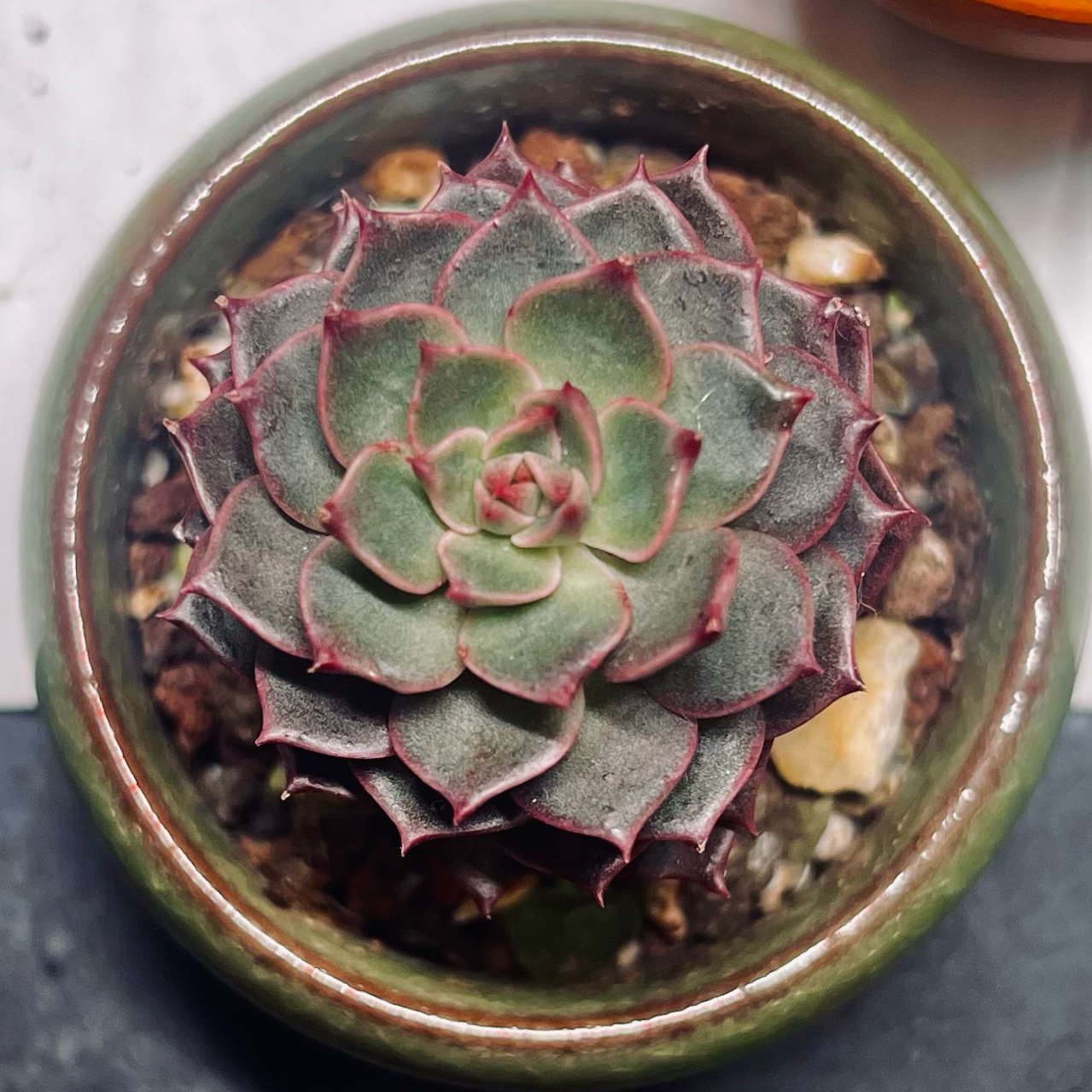 Photo of the plant species Graptoveria 'Olivia' by @BabeVila named Olivia on Greg, the plant care app