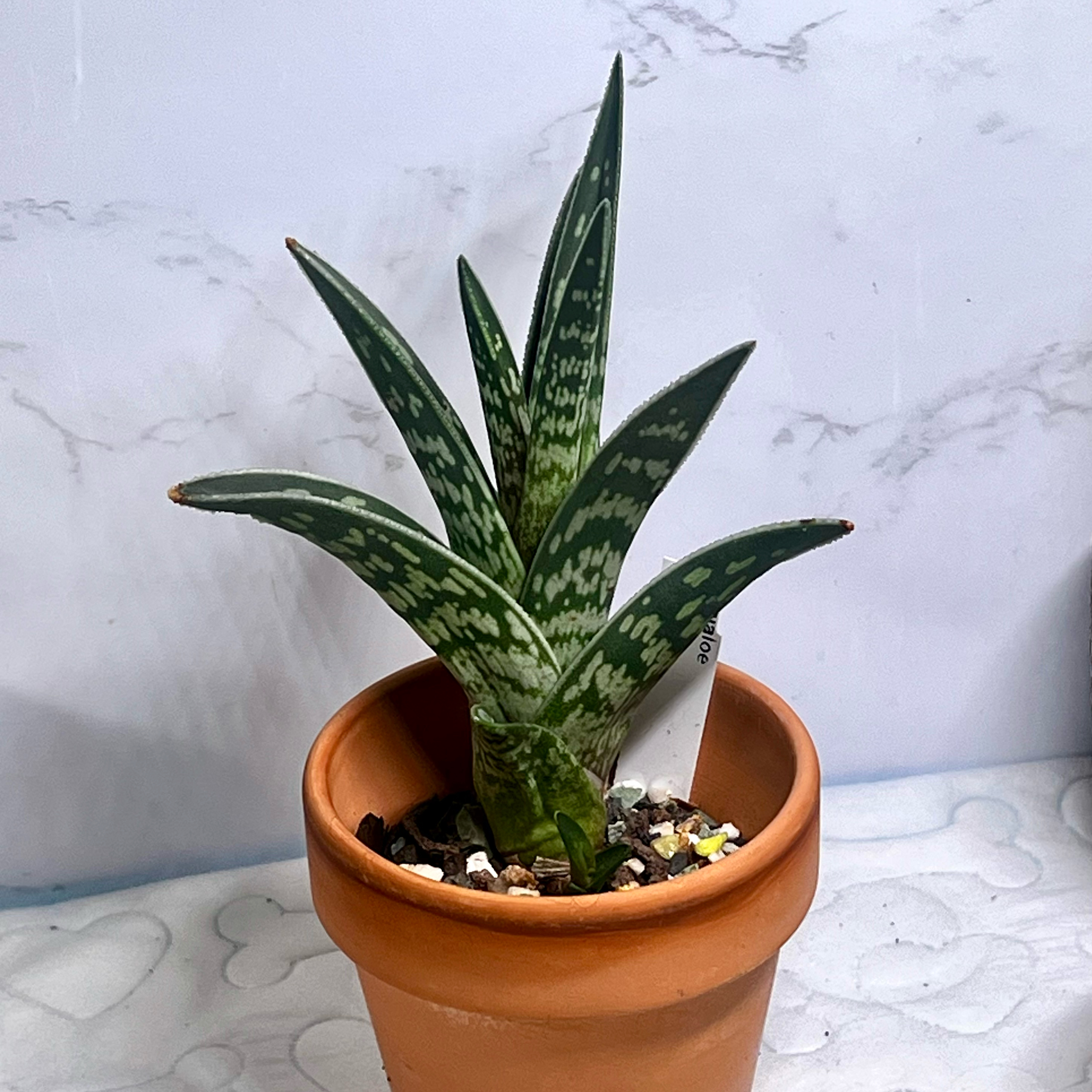 Photo of the plant species Gonialoe borealis by @BabeVila named Hugo on Greg, the plant care app