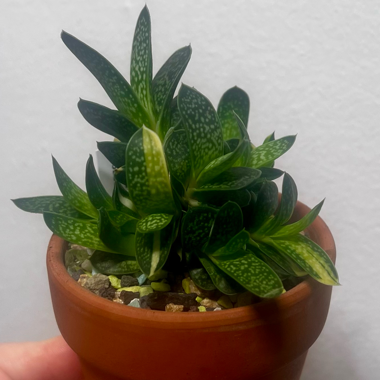 Photo of the plant species Gasteria Shozoden by @BabeVila named Lulu on Greg, the plant care app