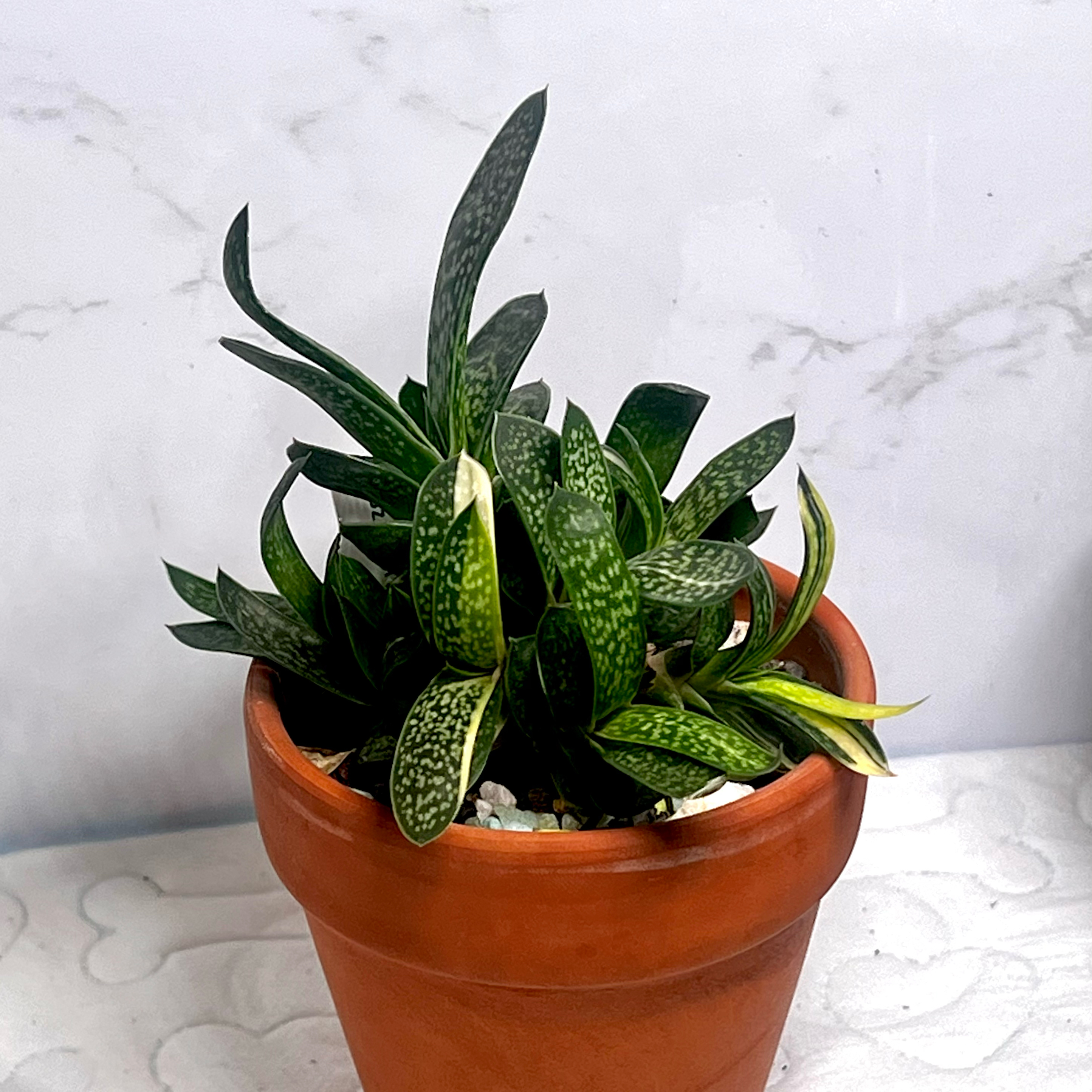Photo of the plant species Gasteria Shozoden by @BabeVila named Lulu on Greg, the plant care app