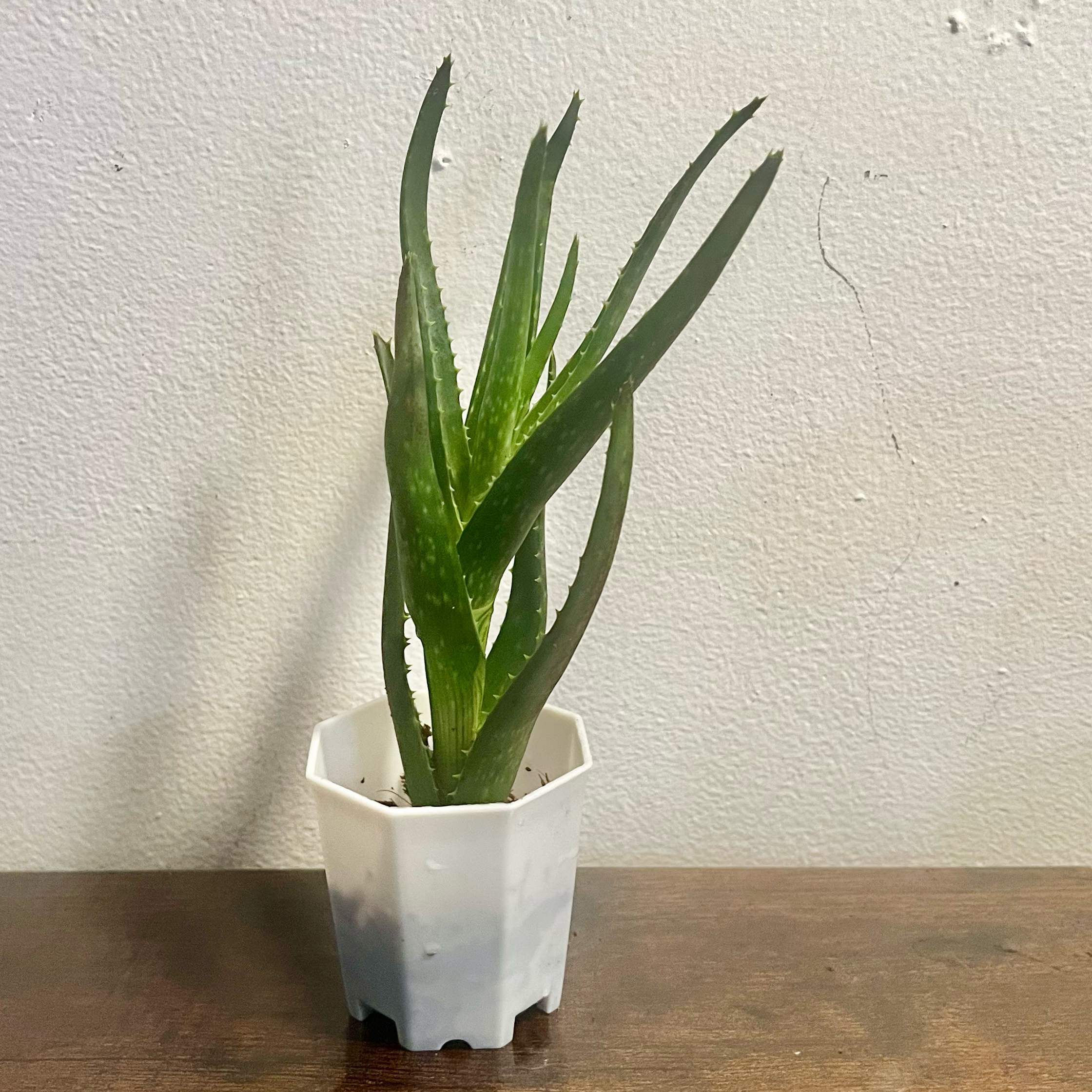 Photo of the plant species Aloe 'Crosby's Prolific' by @BabeVila named Lyle on Greg, the plant care app