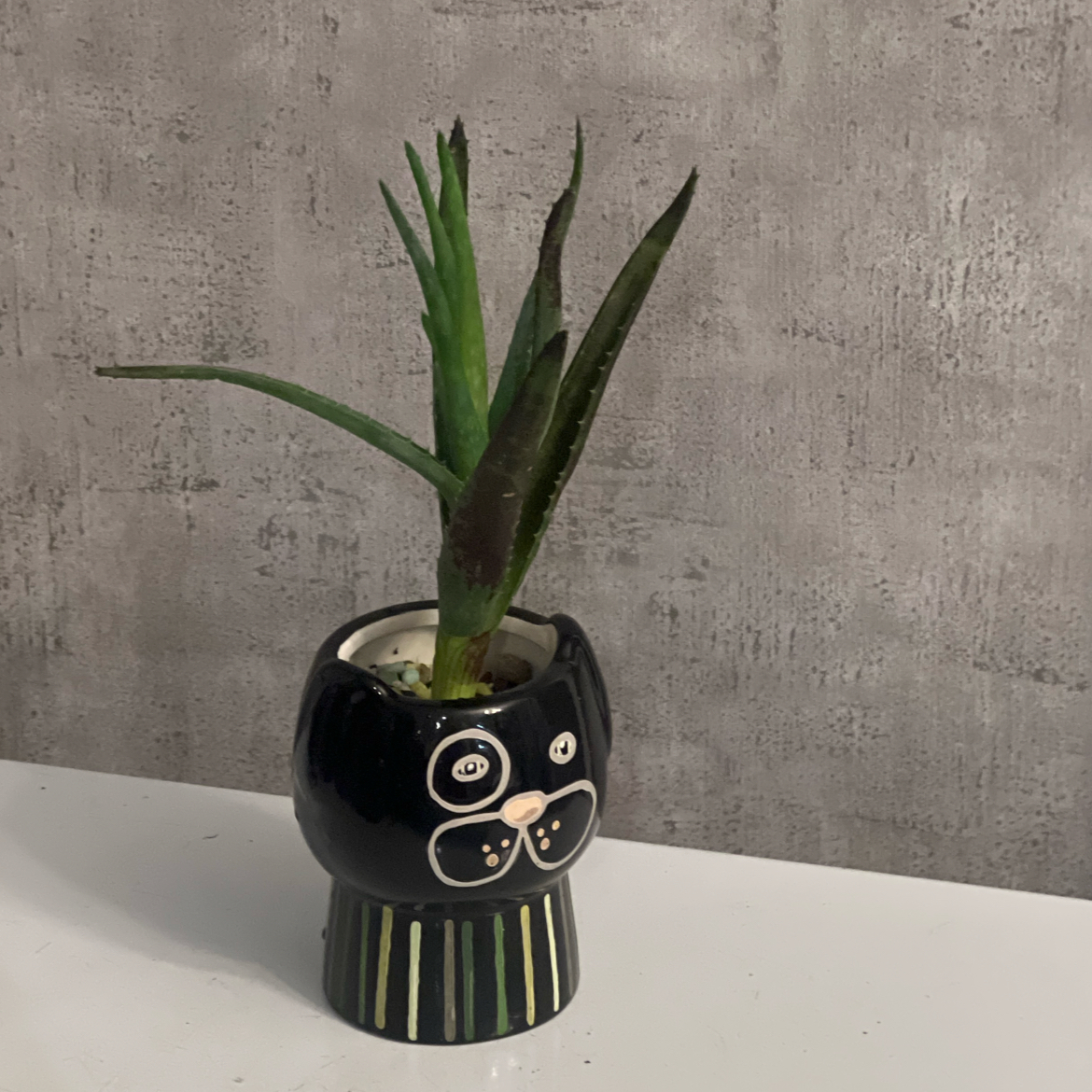 Photo of the plant species Aloe 'Crosby's Prolific' by @BabeVila named Lyle on Greg, the plant care app
