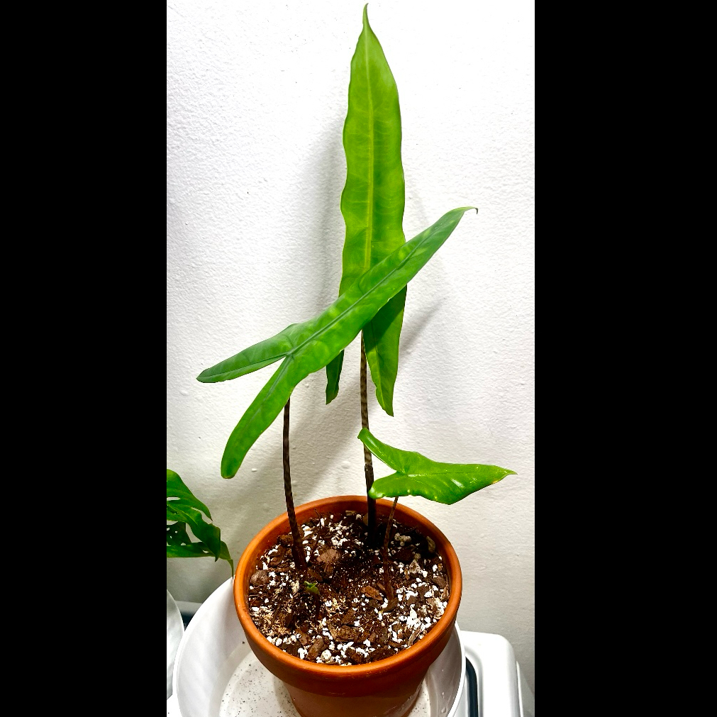 Photo of the plant species Alocasia 'Tigrina Superba' by @BabeVila named Phoenix on Greg, the plant care app