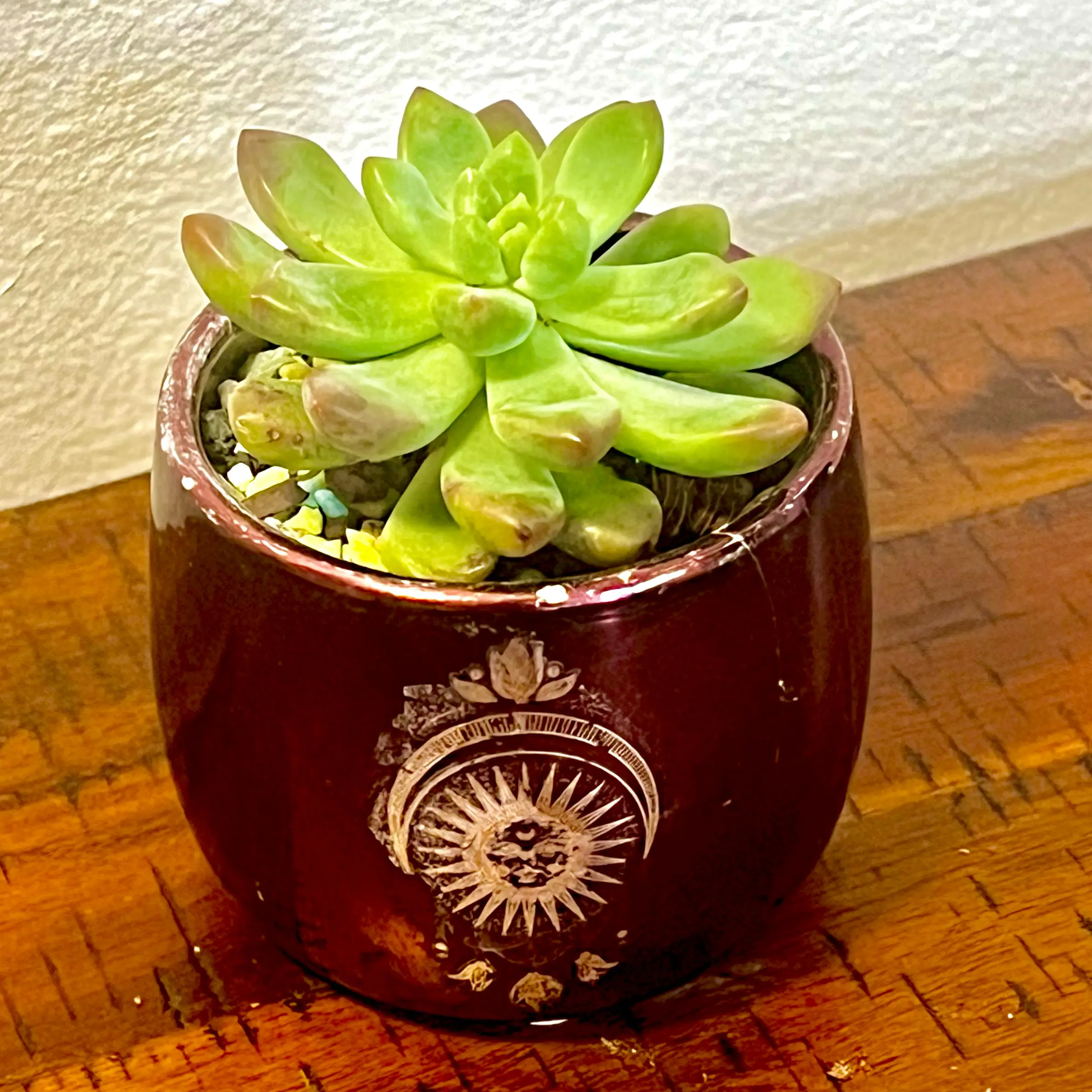 Photo of the plant species Mexican Snowball Echeveria by @BabeVila named Mariela on Greg, the plant care app
