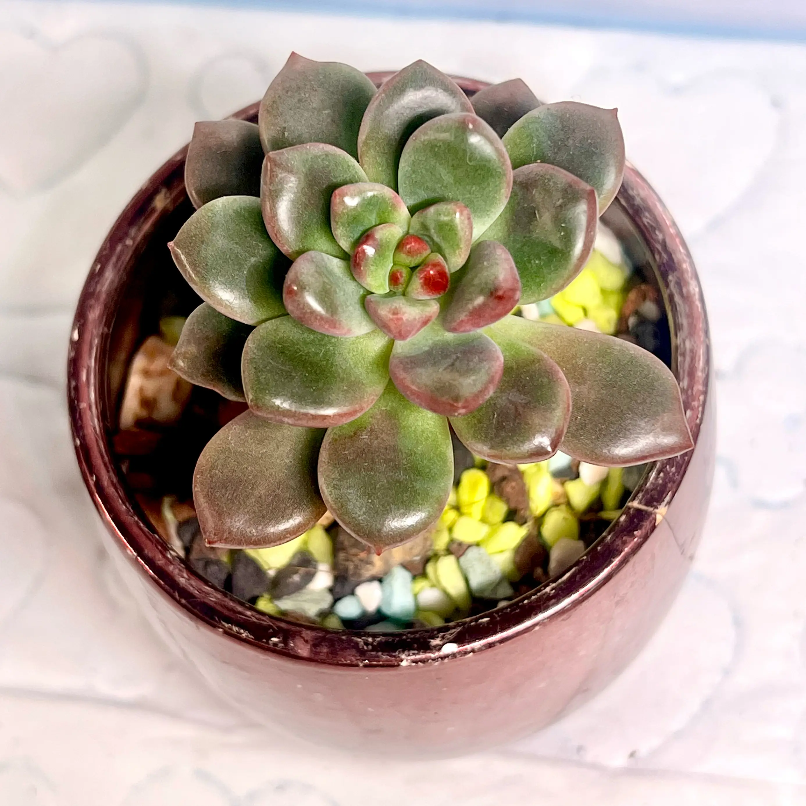 Photo of the plant species Mexican Snowball Echeveria by @BabeVila named Mariela on Greg, the plant care app