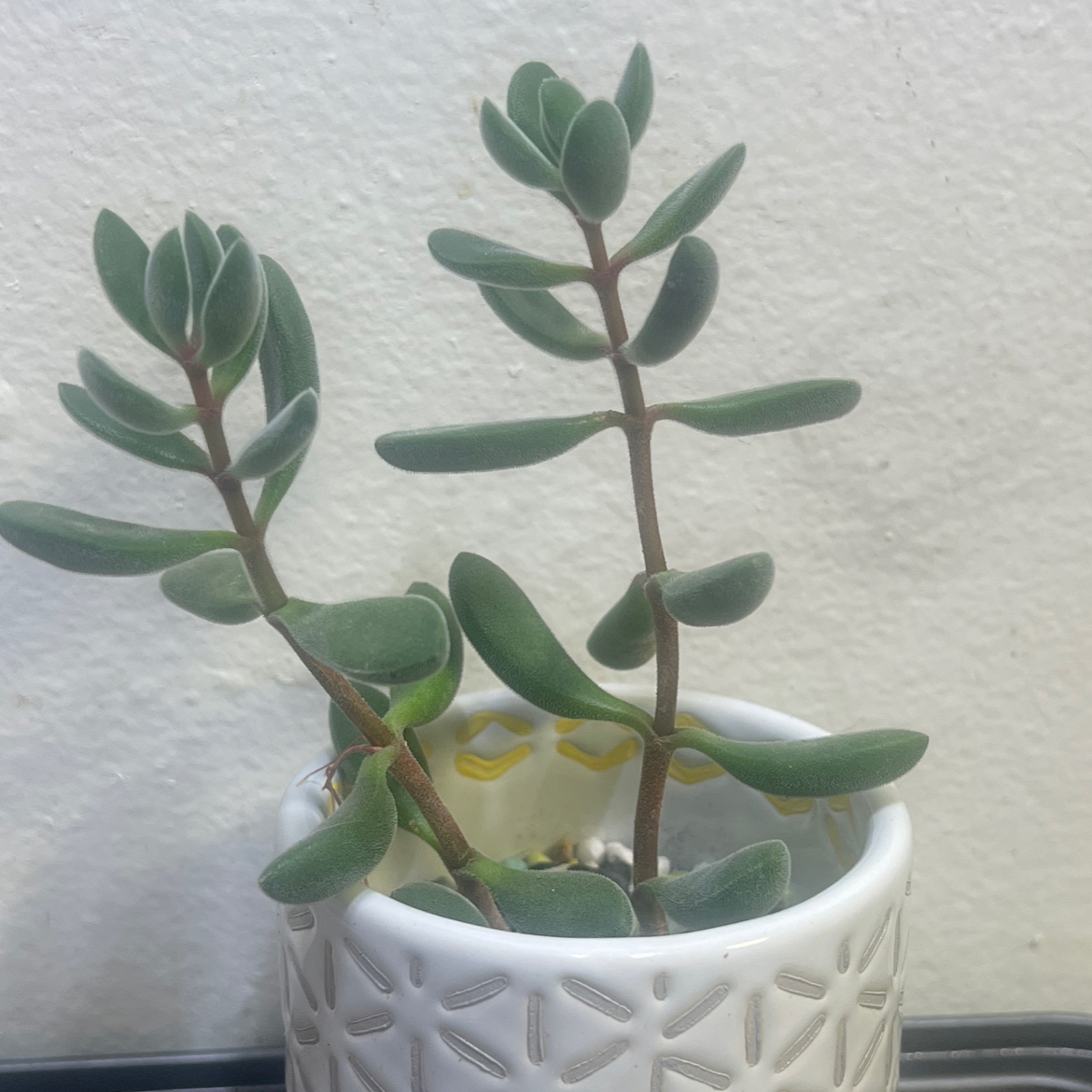 Photo of the plant species Crassula rogersii by @BabeVila named Roger on Greg, the plant care app