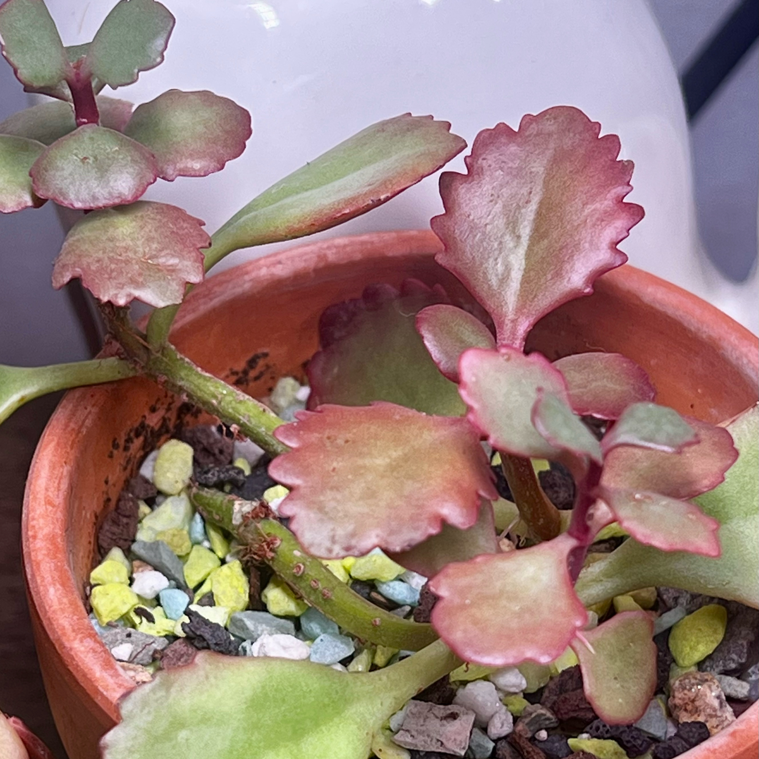 Photo of the plant species Kalanchoe sexangularis by @BabeVila named Scarlet on Greg, the plant care app