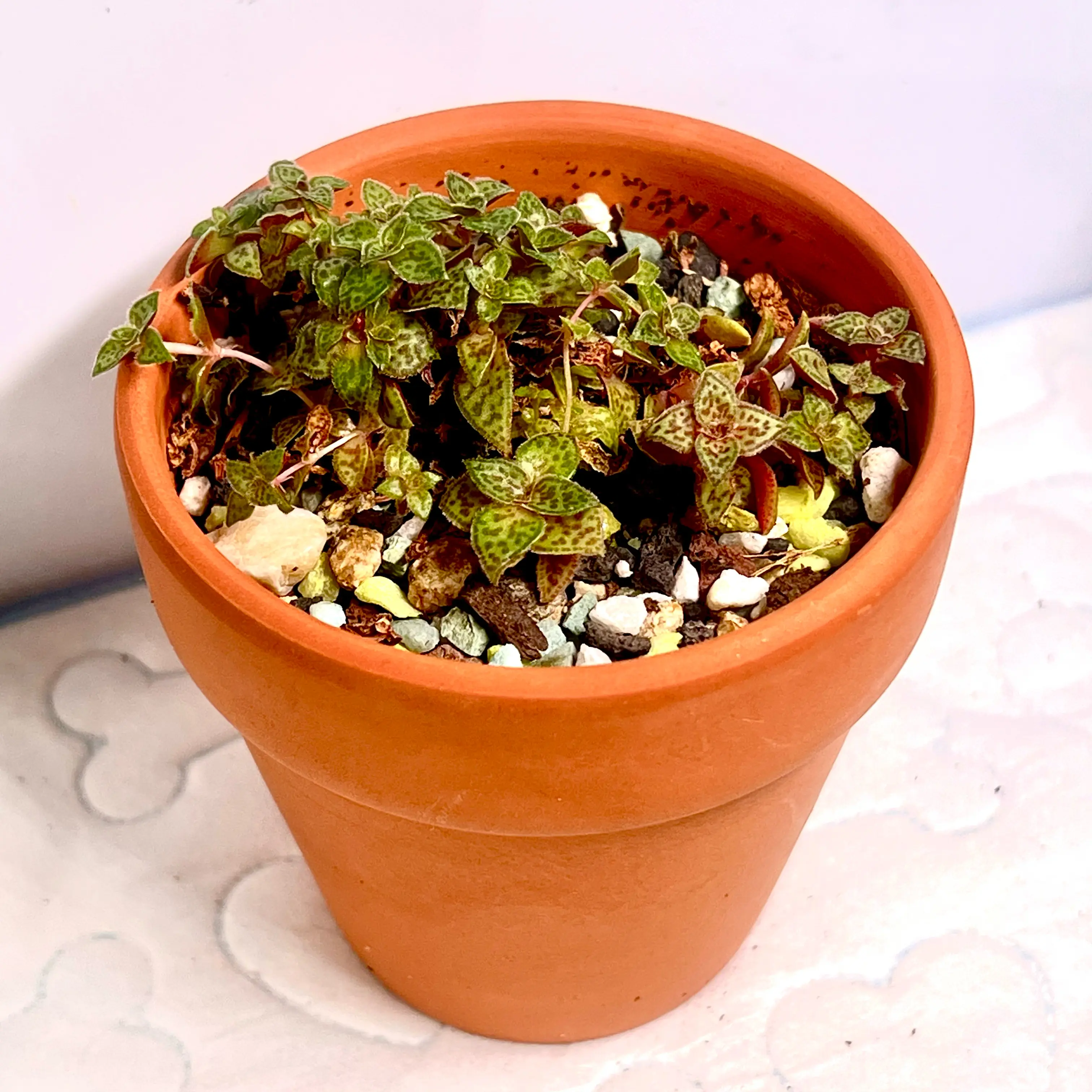 Photo of the plant species Tiger Jade by @BabeVila named Misty on Greg, the plant care app