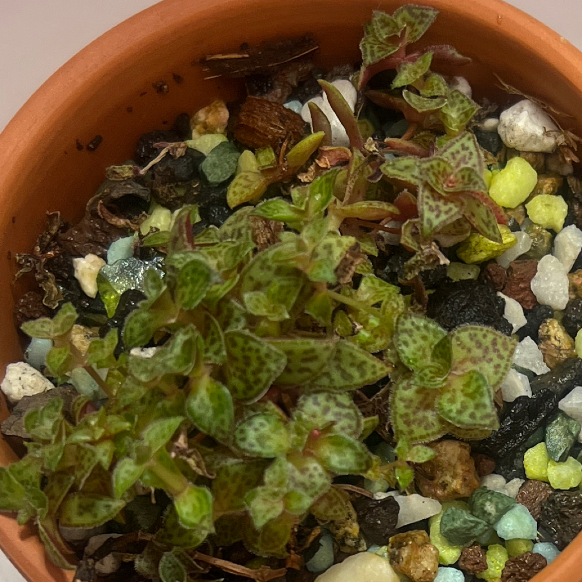 Photo of the plant species Tiger Jade by @BabeVila named Misty on Greg, the plant care app
