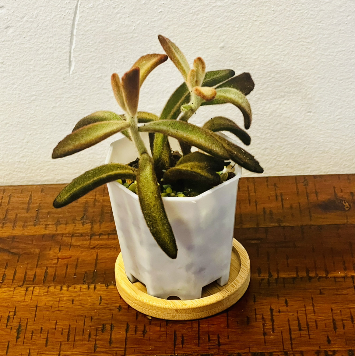 Photo of the plant species Cinnamon Panda Plant by @BabeVila named Cinnamon on Greg, the plant care app