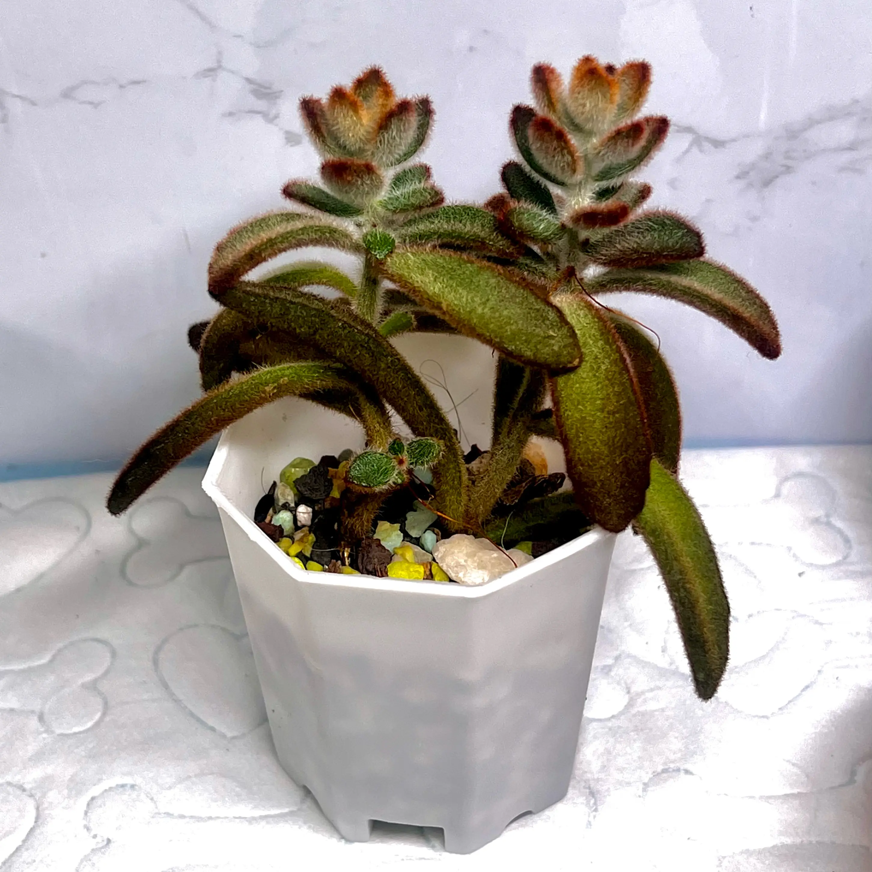 Photo of the plant species Cinnamon Panda Plant by @BabeVila named Cinnamon on Greg, the plant care app