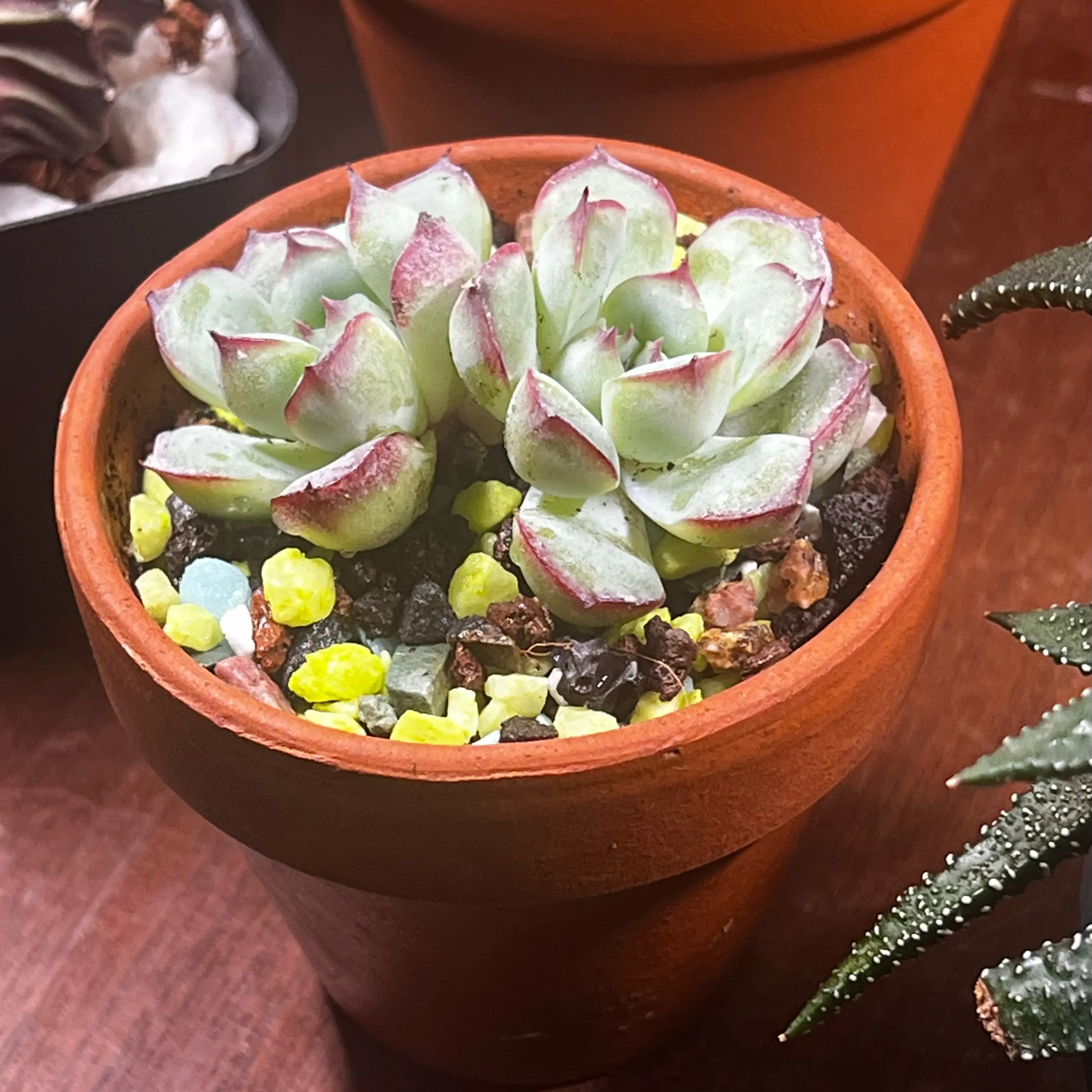Photo of the plant species Echeveria Apus by @BabeVila named Moira on Greg, the plant care app