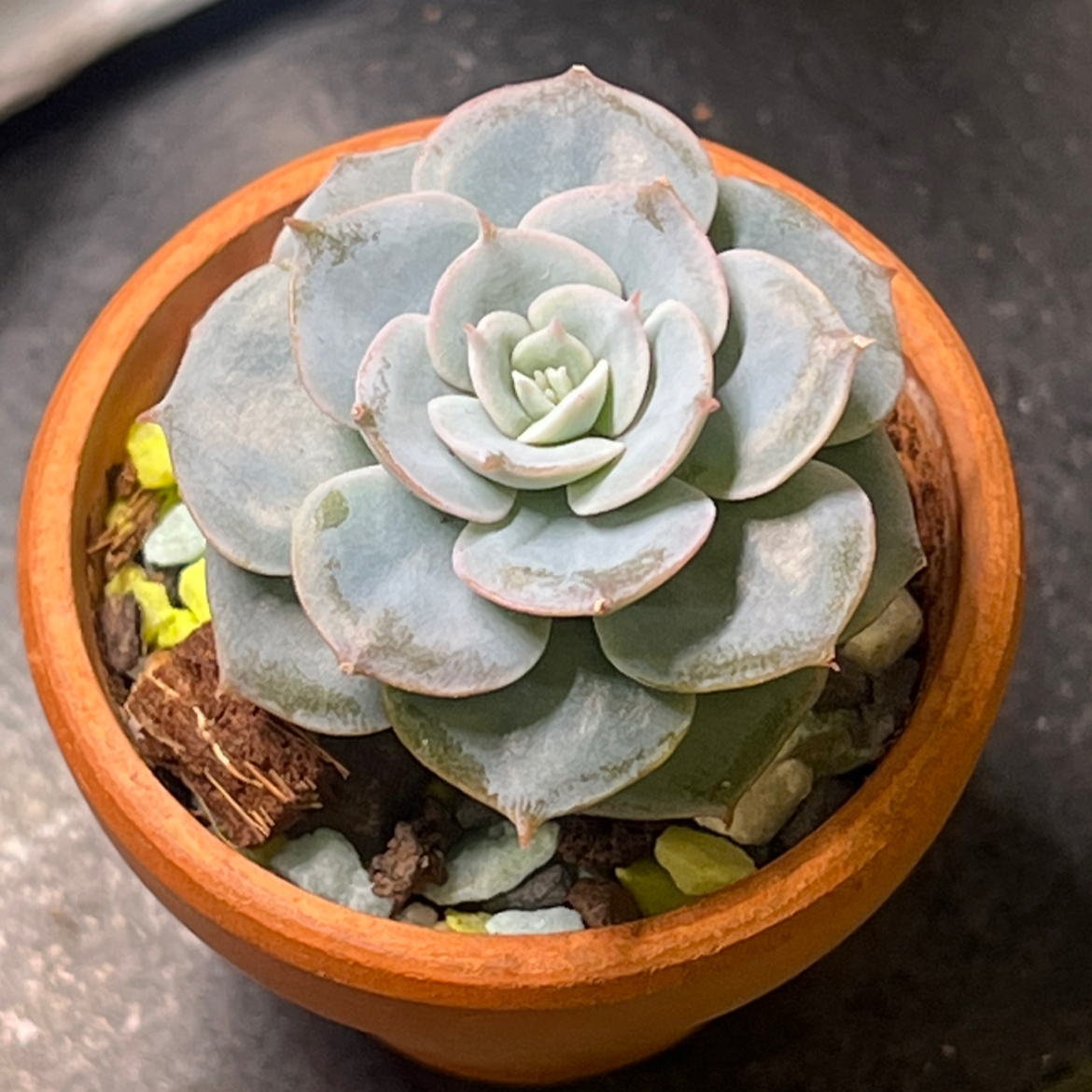 Photo of the plant species De Smelt Echeveria by @BabeVila named Ashlee on Greg, the plant care app