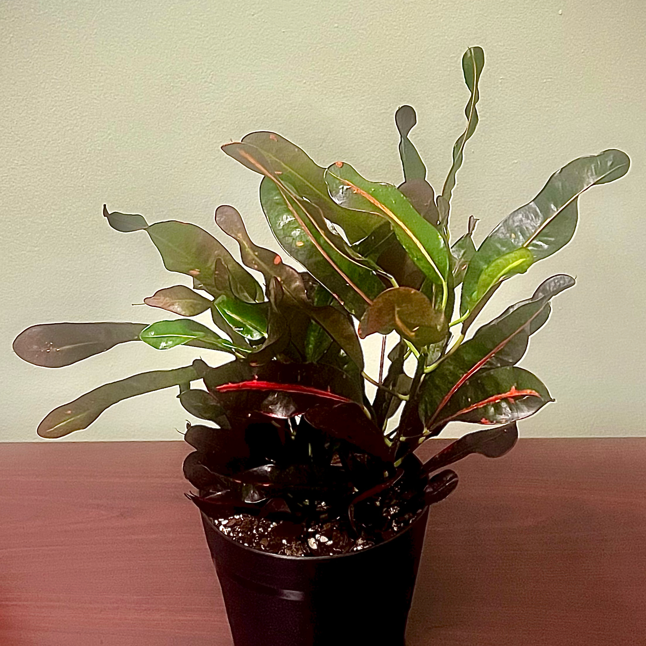 Photo of the plant species Croton Burning Bush by @BabeVila named Moses on Greg, the plant care app