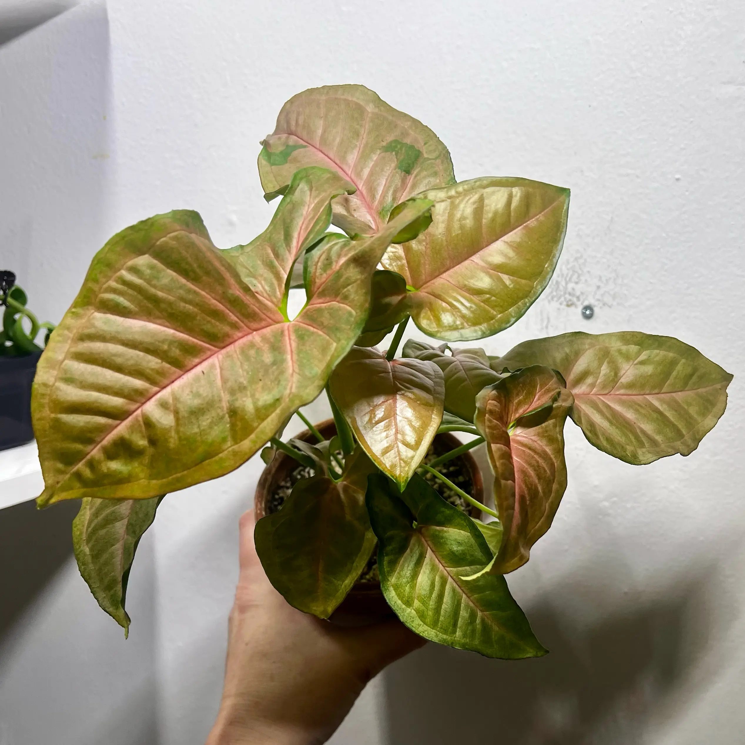 Photo of the plant species Arrowhead Plant by @BabeVila named Josie on Greg, the plant care app