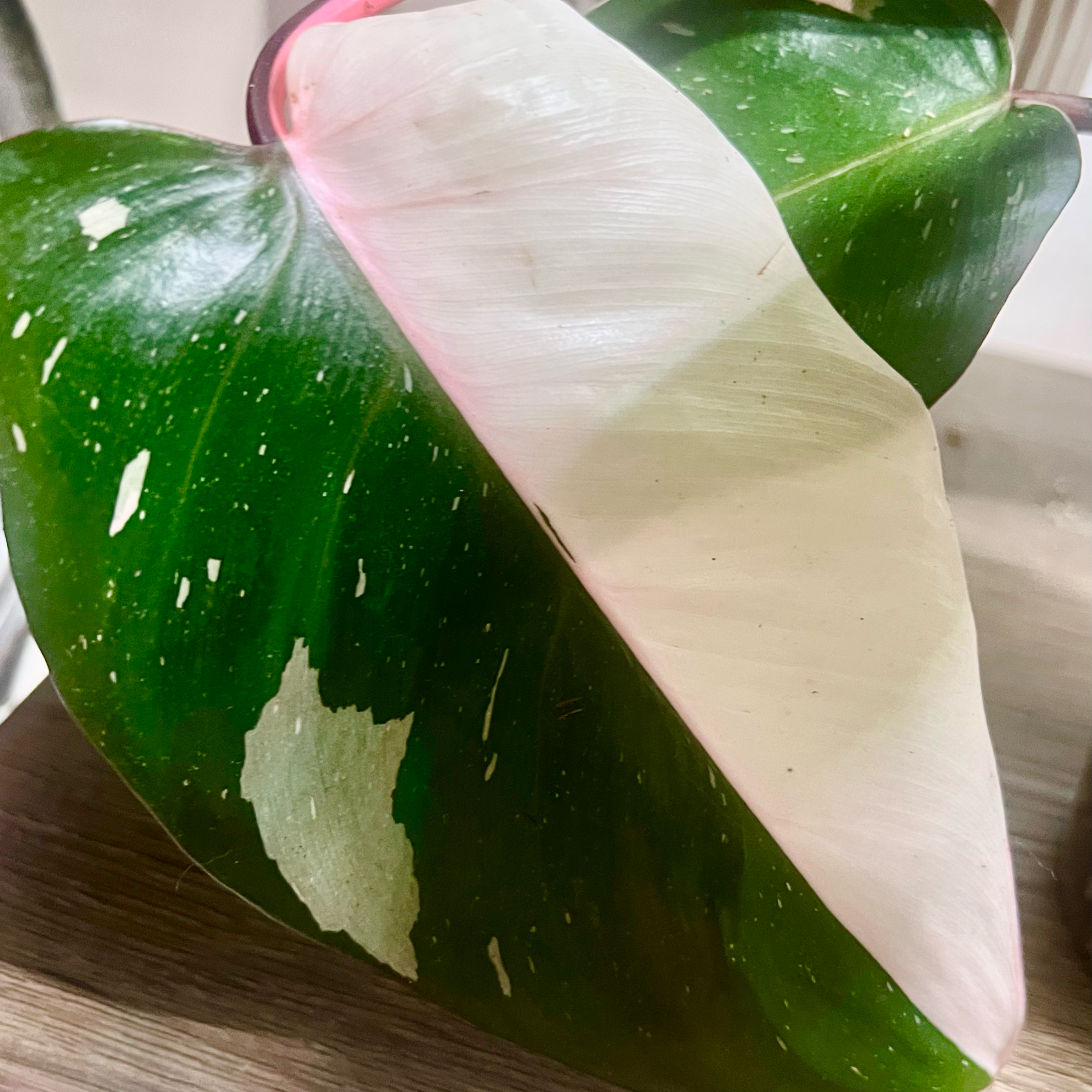 Photo of the plant species Philodendron 'Red Anderson' by @BabeVila named Kendra on Greg, the plant care app