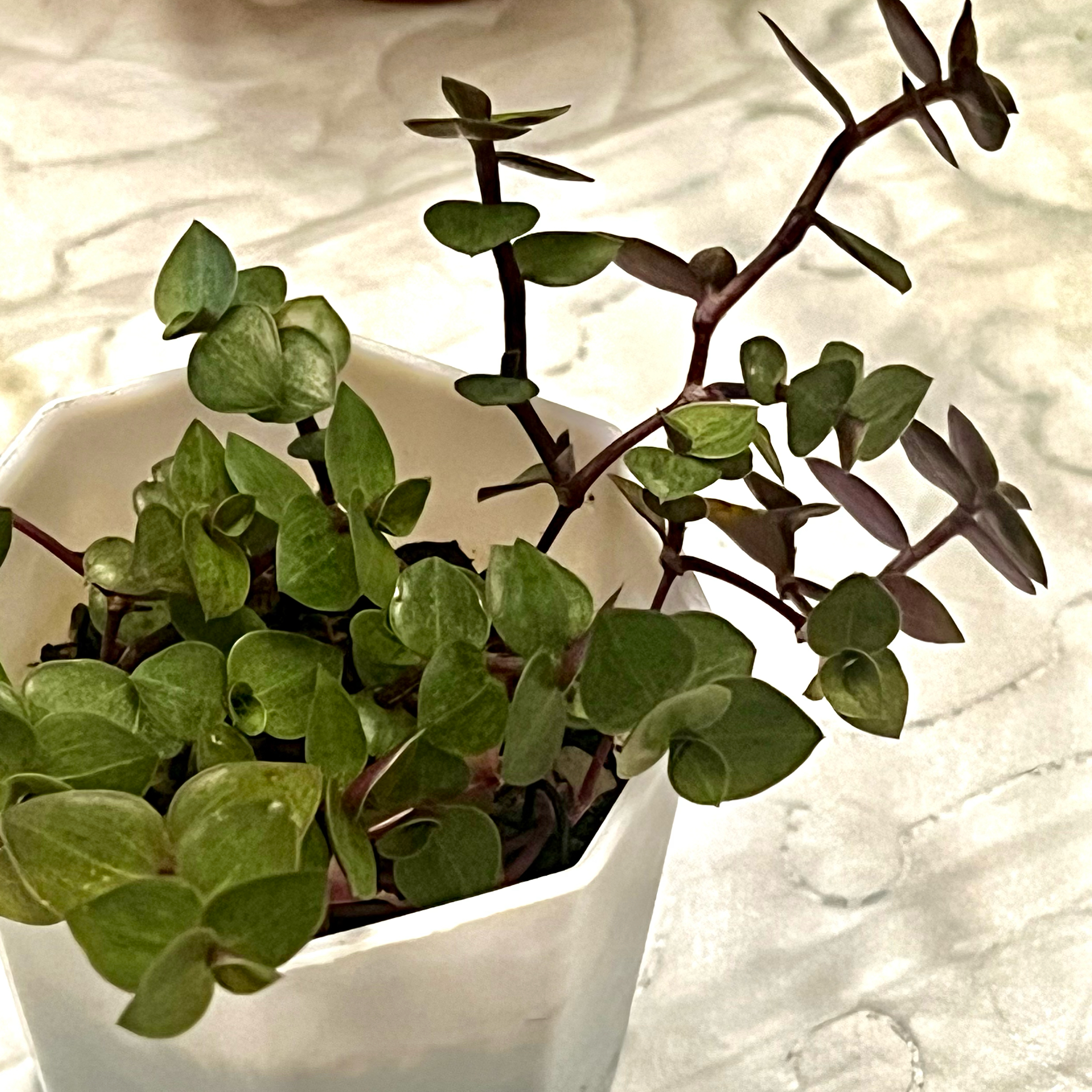 Photo of the plant species Turtle Vine by @BabeVila named Xander on Greg, the plant care app