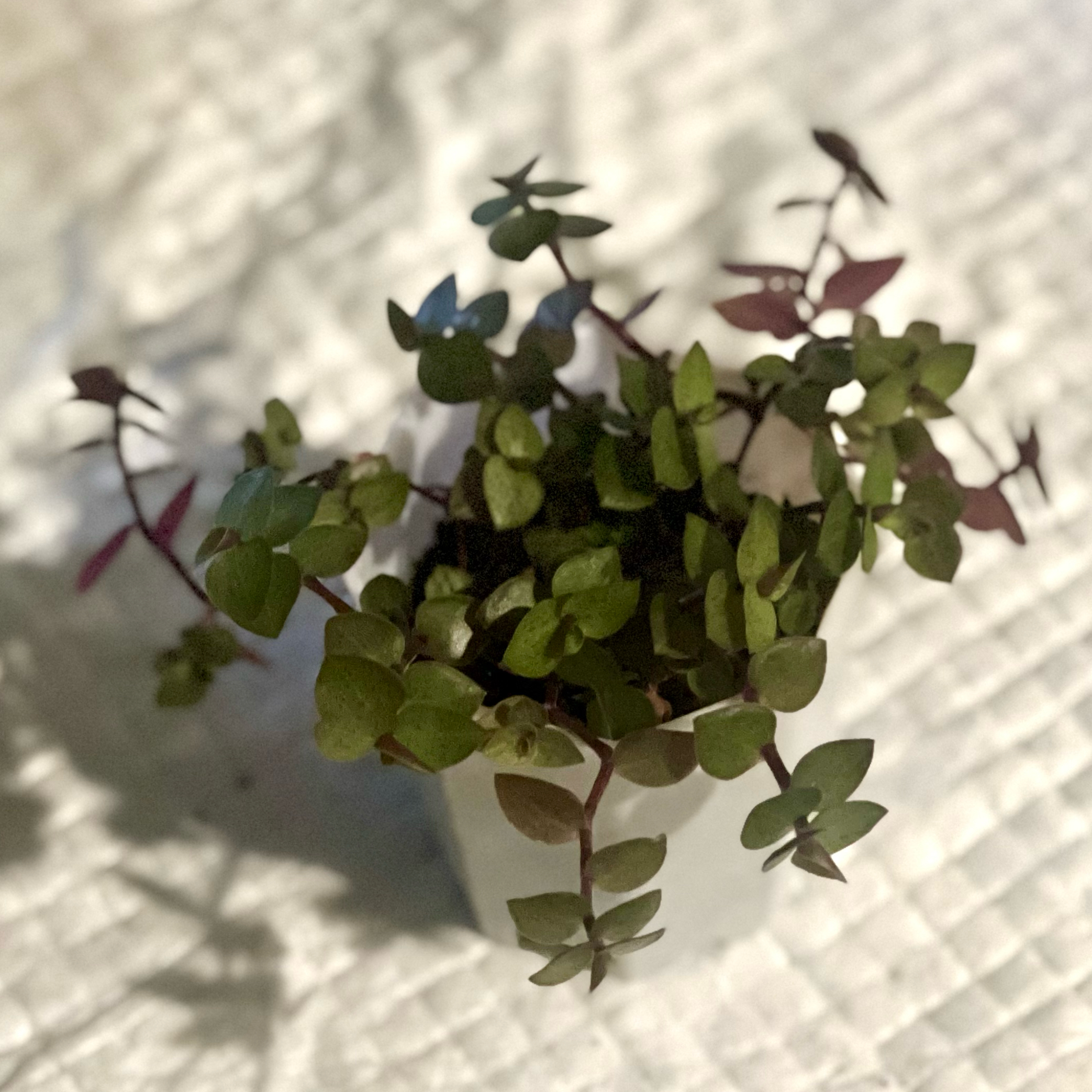 Photo of the plant species Turtle Vine by @BabeVila named Xander on Greg, the plant care app