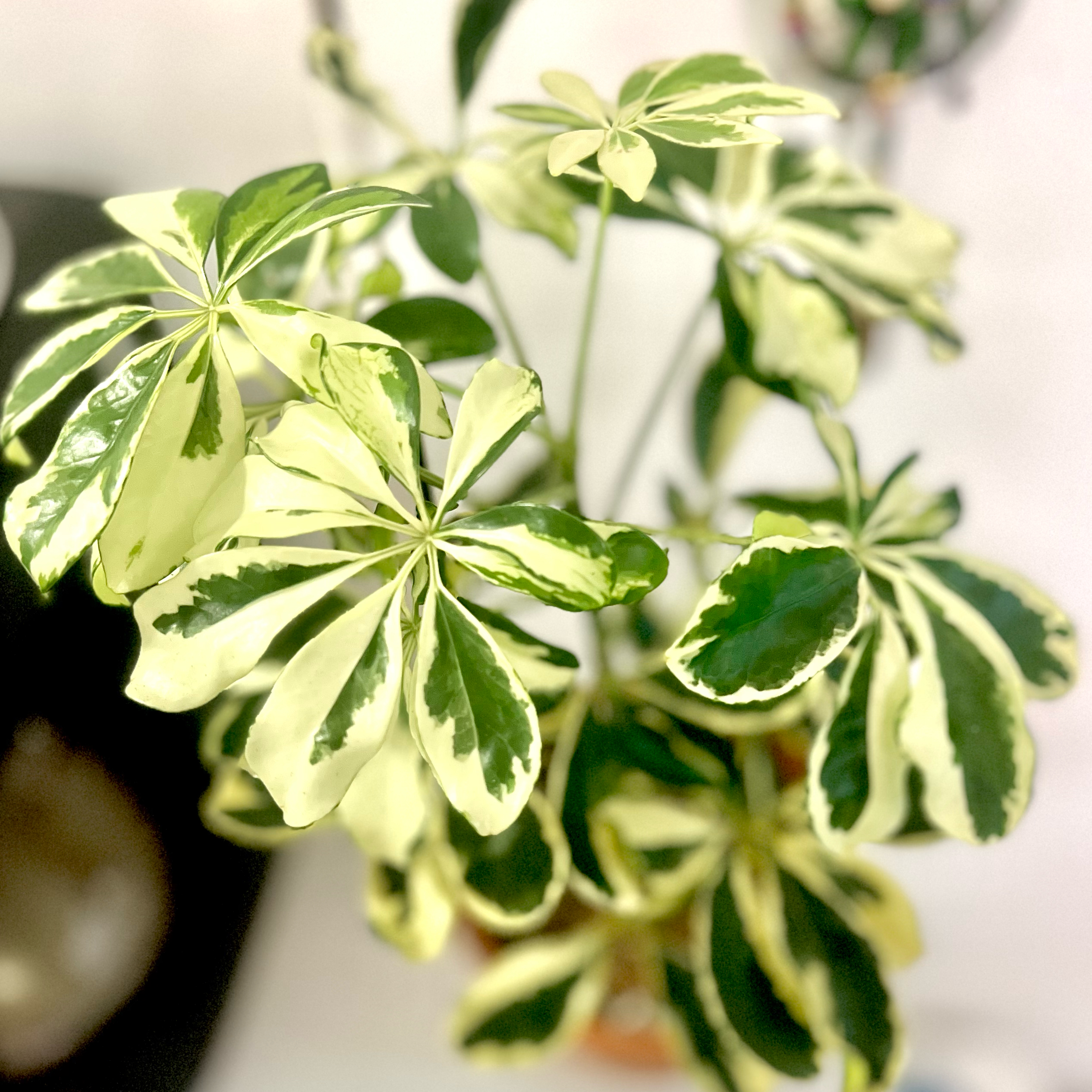 Photo of the plant species Umbrella Tree 'Charlotte' by @BabeVila named Charlotte on Greg, the plant care app