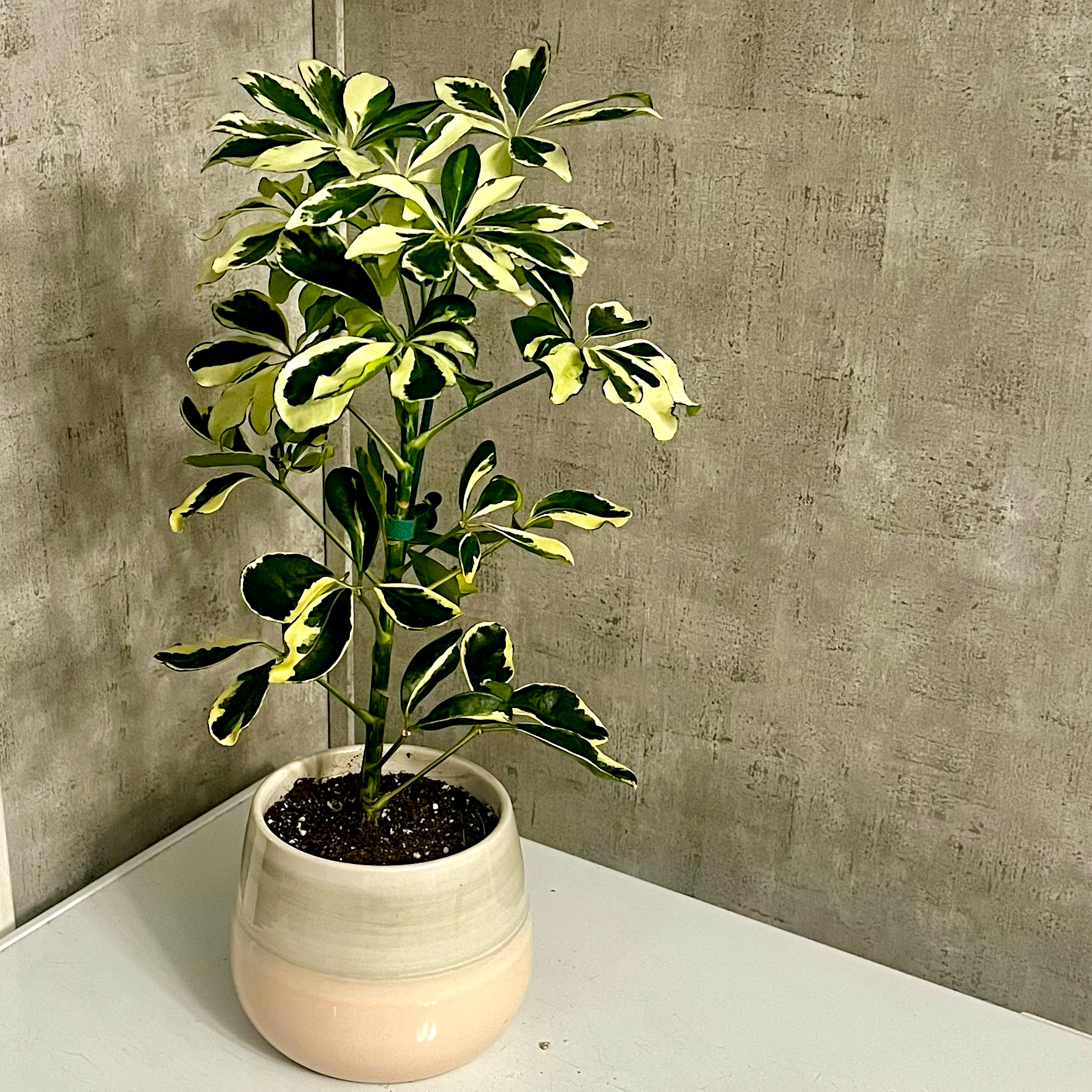 Photo of the plant species Umbrella Tree 'Charlotte' by @BabeVila named Charlotte on Greg, the plant care app