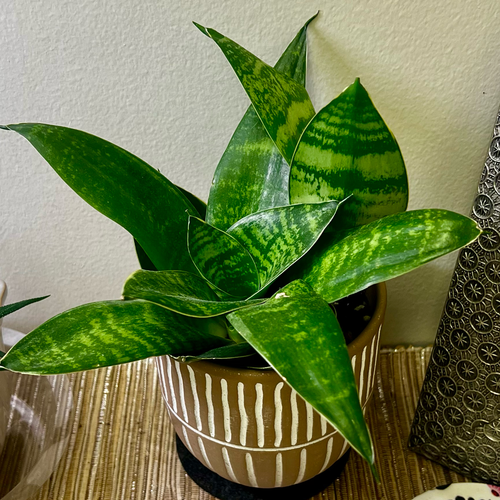 Photo of the plant species Snake Plant 'Hahnii Jade' by @BabeVila named Daria on Greg, the plant care app