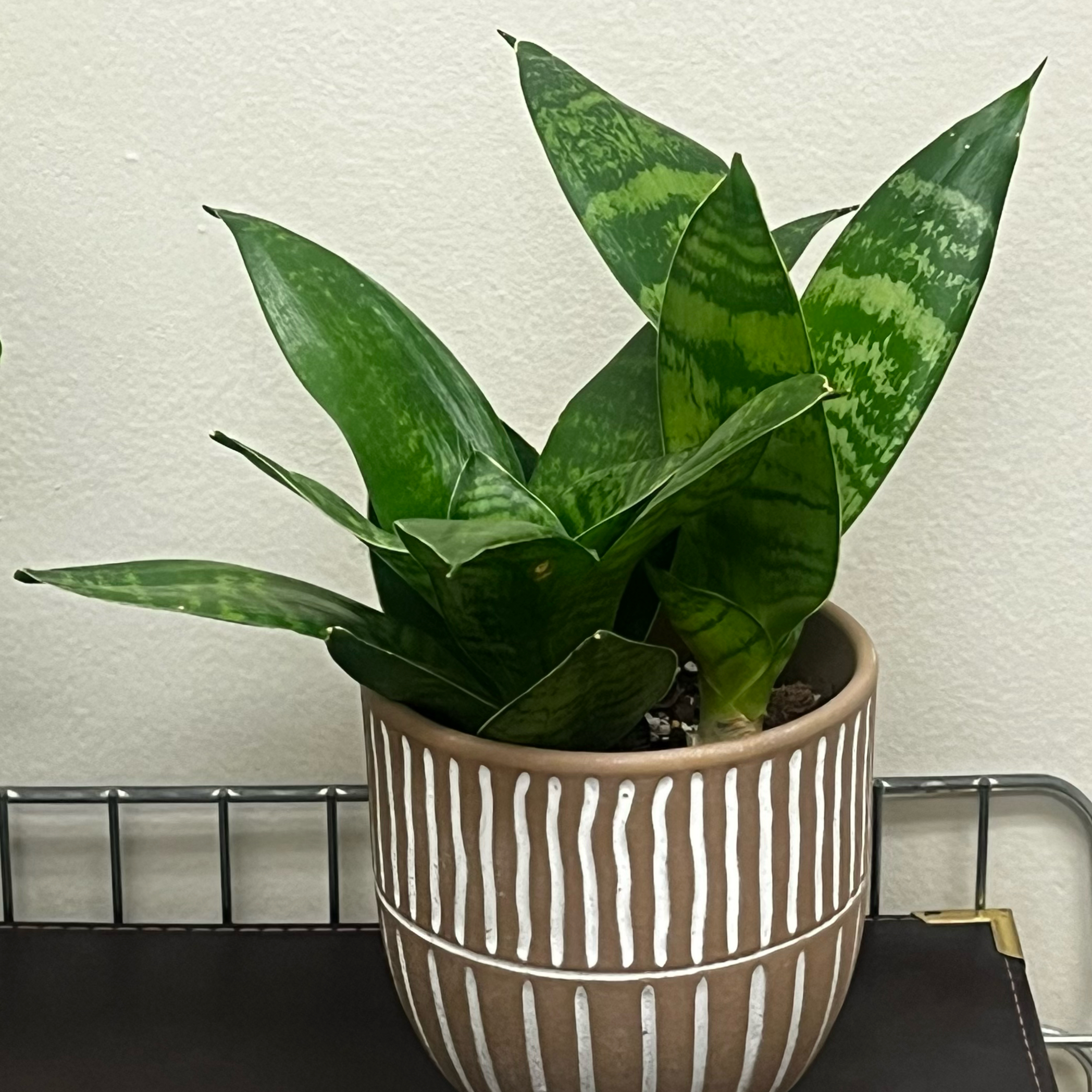 Photo of the plant species Snake Plant 'Hahnii Jade' by @BabeVila named Daria on Greg, the plant care app