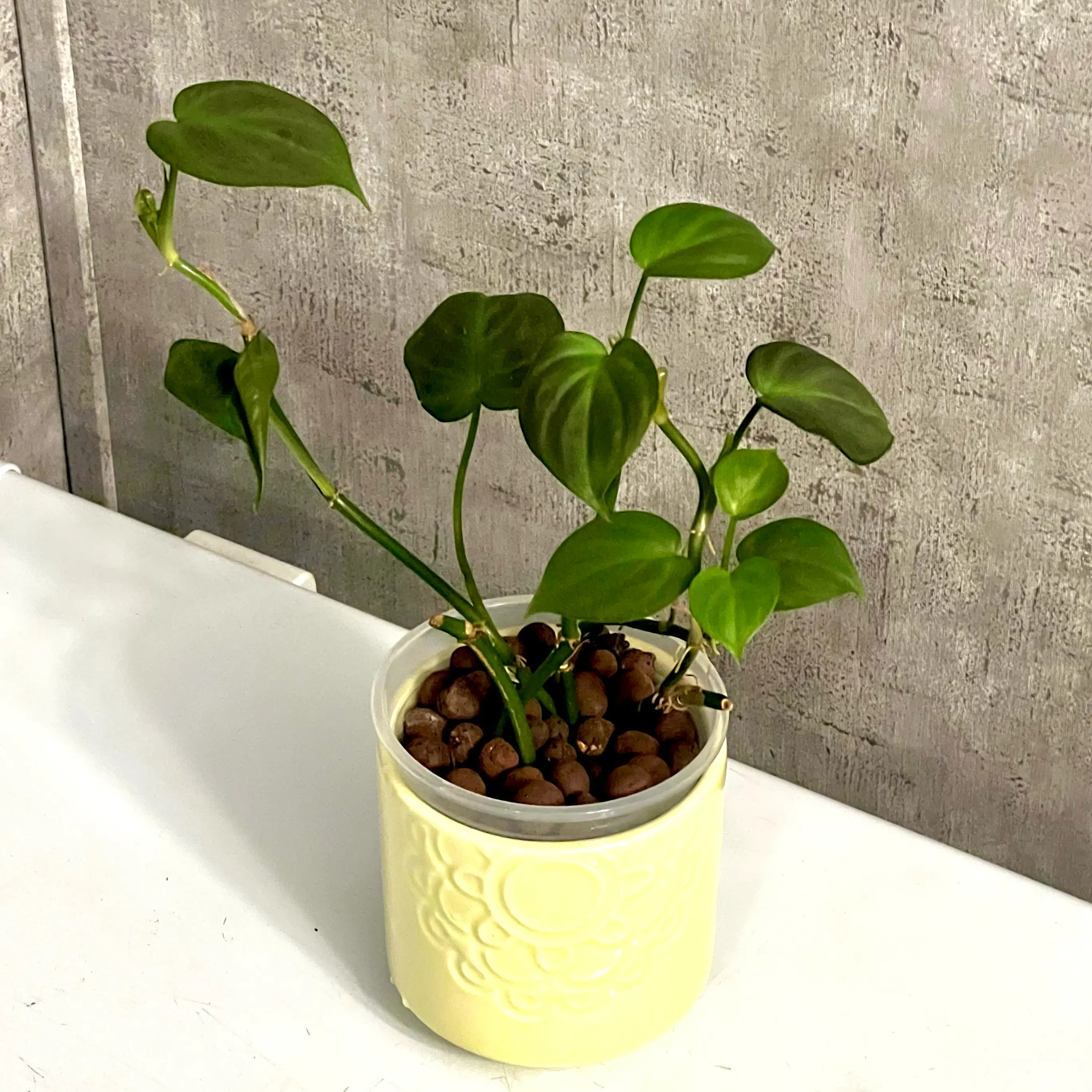 Photo of the plant species Camposportoanum Velvet Shield by @BabeVila named Naomi on Greg, the plant care app