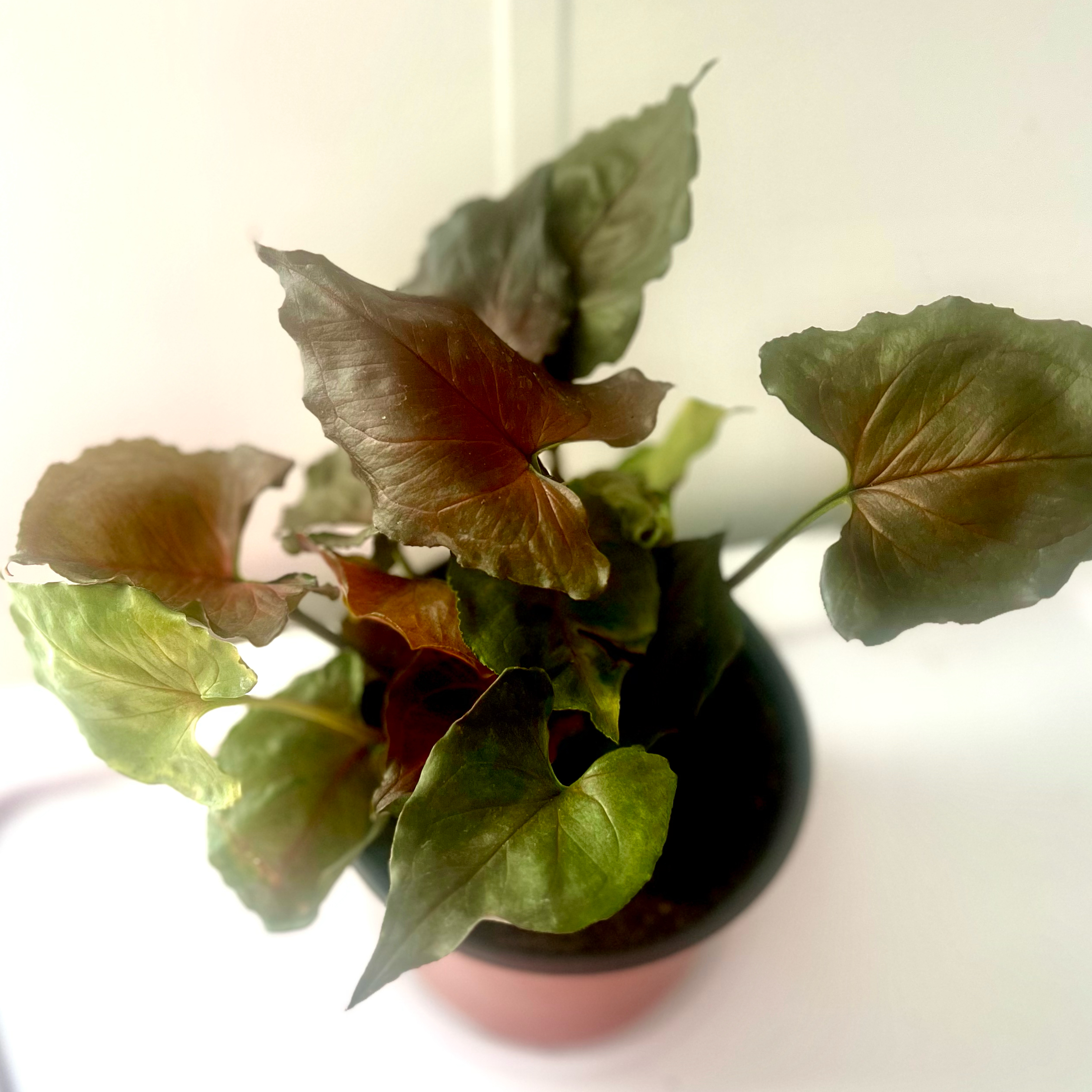 Photo of the plant species Syngonium Strawberry Ice by @BabeVila named Angelina on Greg, the plant care app