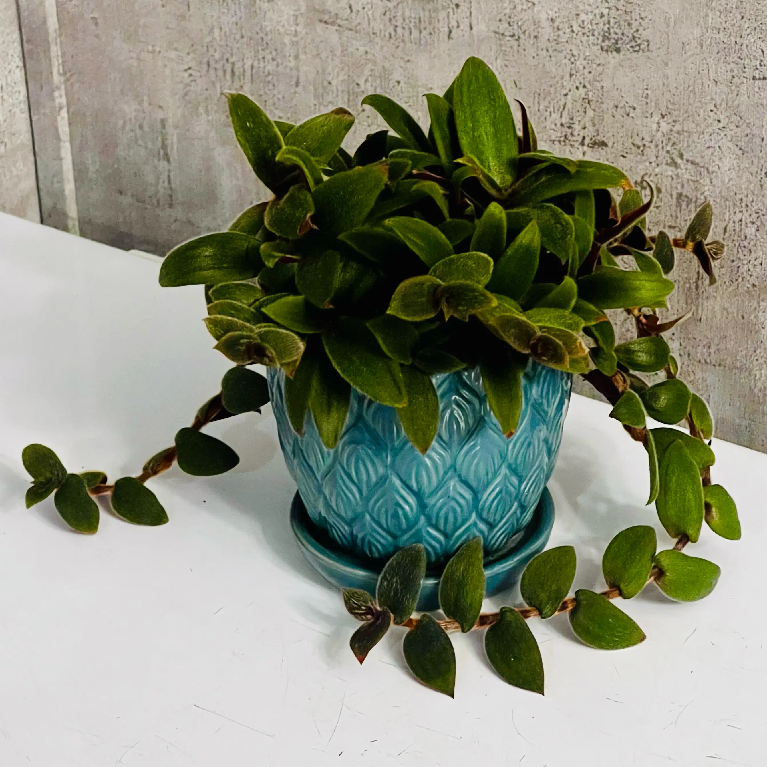 Photo of the plant species Teddy Bear Vine by @BabeVila named Clyde on Greg, the plant care app