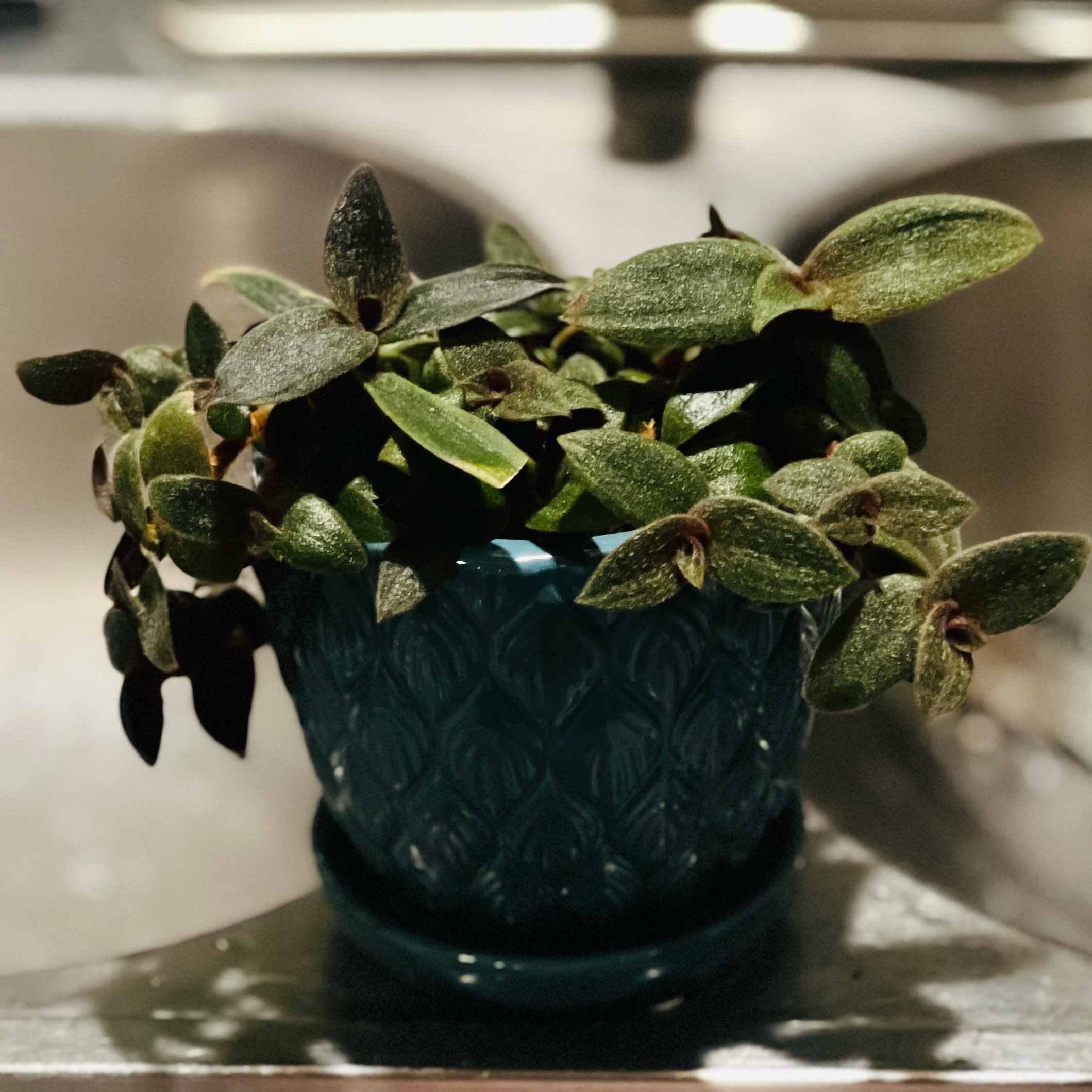 Photo of the plant species Teddy Bear Vine by @BabeVila named Clyde on Greg, the plant care app