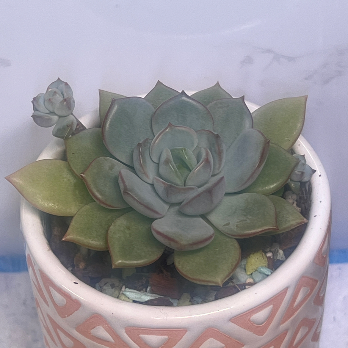 Photo of the plant species Echeveria 'Moonglow' by @BabeVila named Luna on Greg, the plant care app