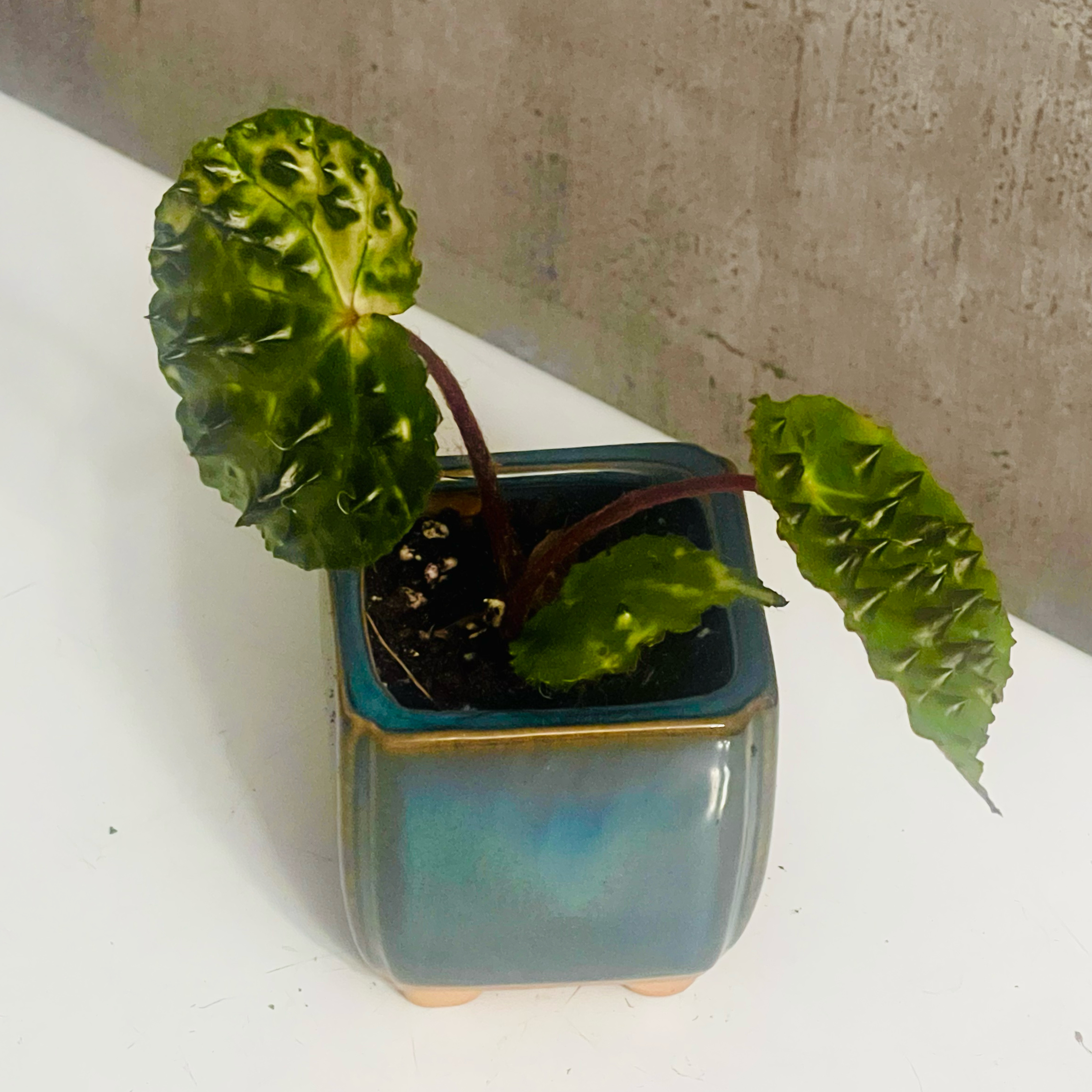 Photo of the plant species Begonia Ferox by @BabeVila named Fiona on Greg, the plant care app