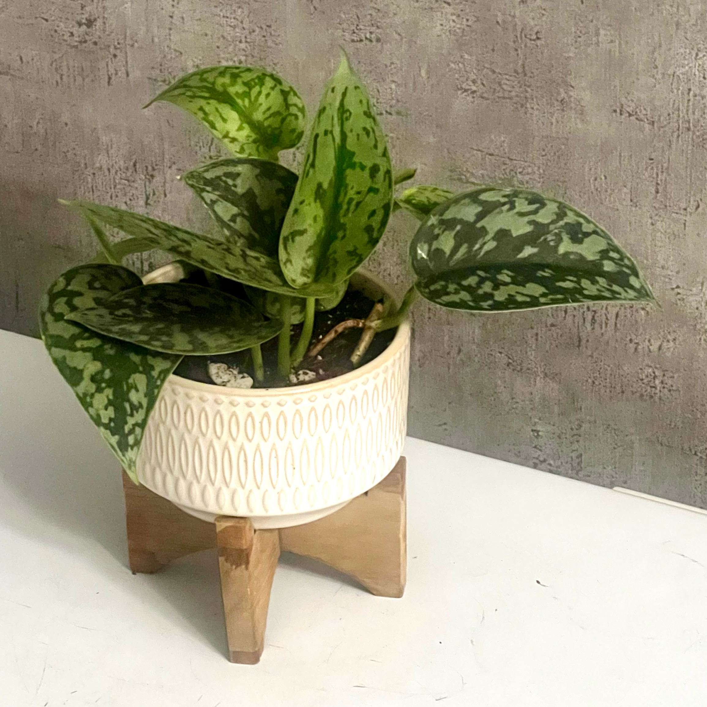 Photo of the plant species Silver Lady by @BabeVila named Chandi on Greg, the plant care app