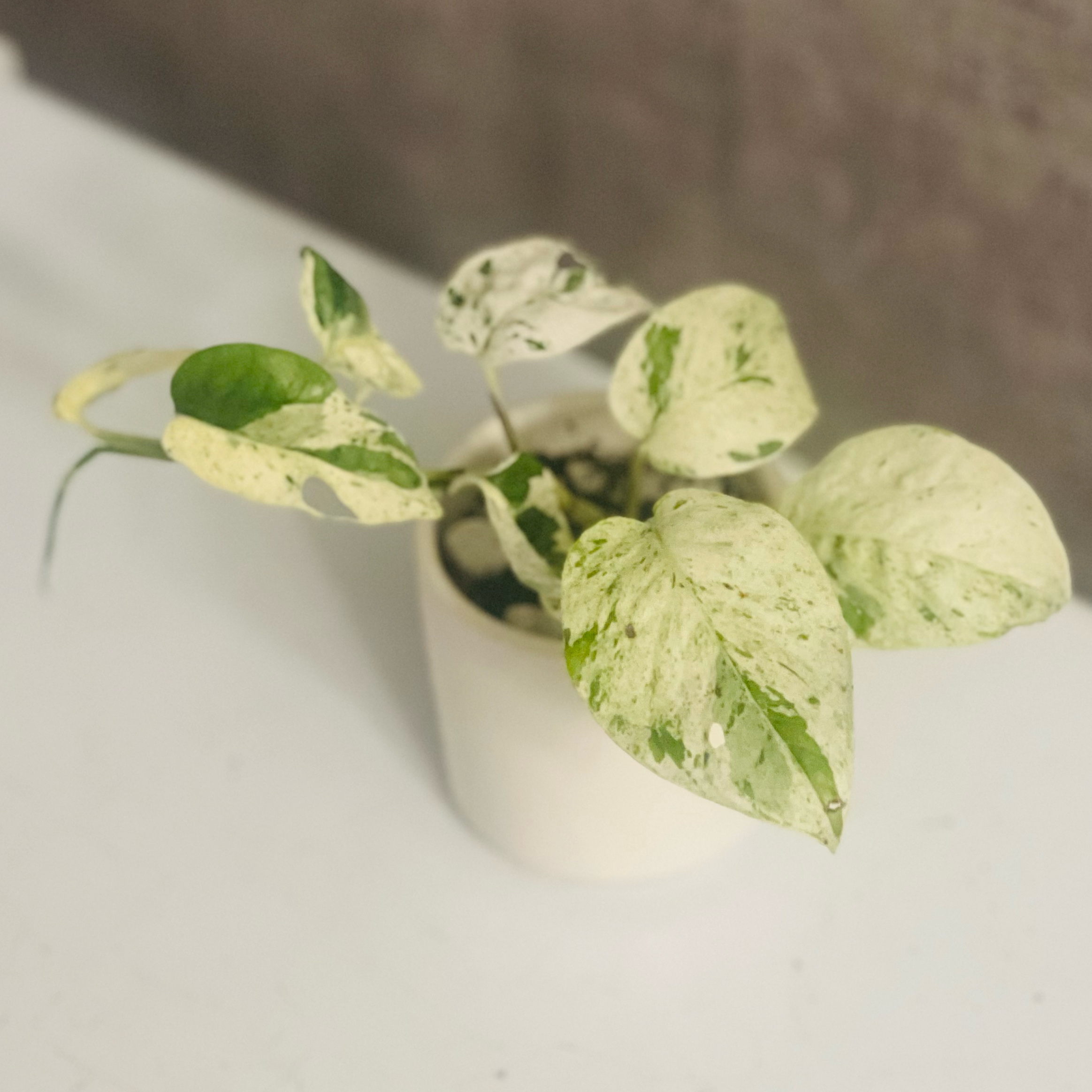 Photo of the plant species Marble Epipremnum Pinnatum by @BabeVila named Neve on Greg, the plant care app