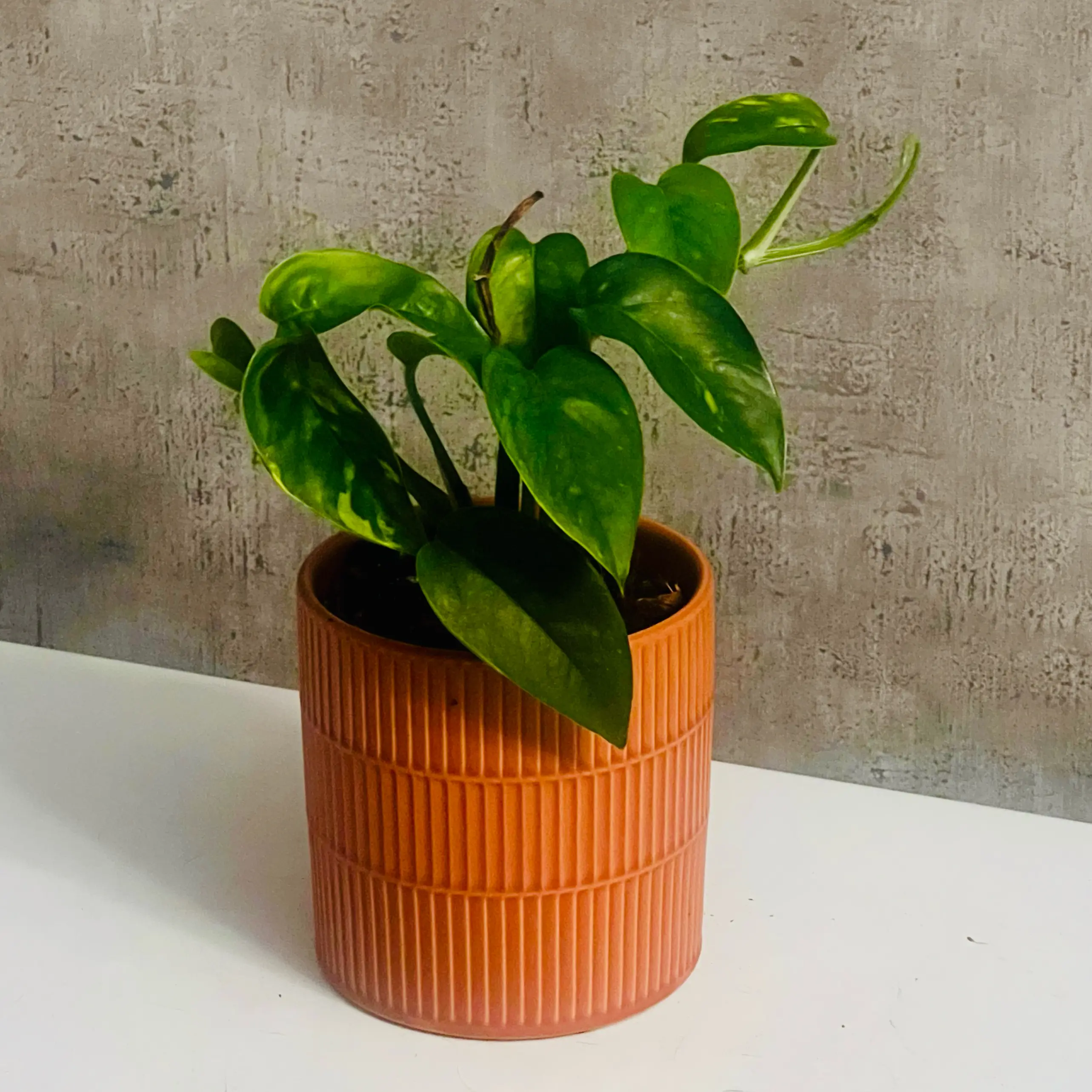 Photo of the plant species Yellow Flame by @BabeVila named Adara on Greg, the plant care app