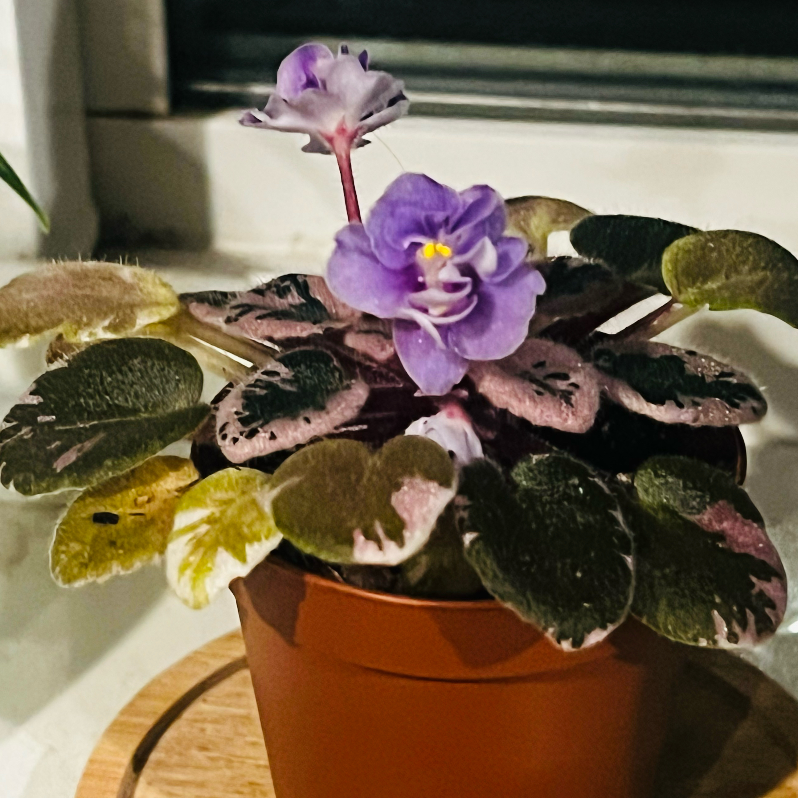 Photo of the plant species Streptocarpus 'Toy Castle' by @BabeVila named Verity on Greg, the plant care app