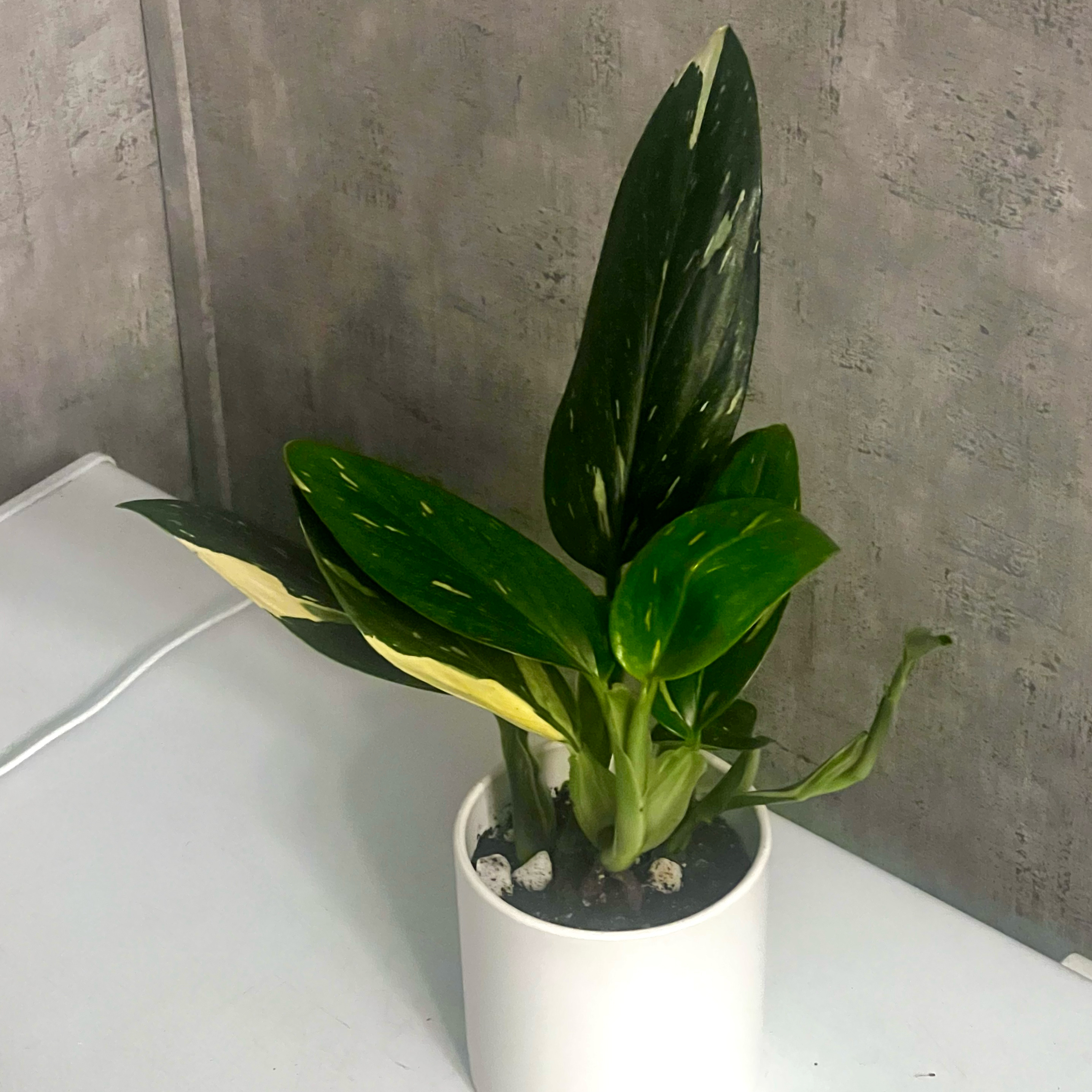 Photo of the plant species Monstera Cobra by @BabeVila named Nagini on Greg, the plant care app