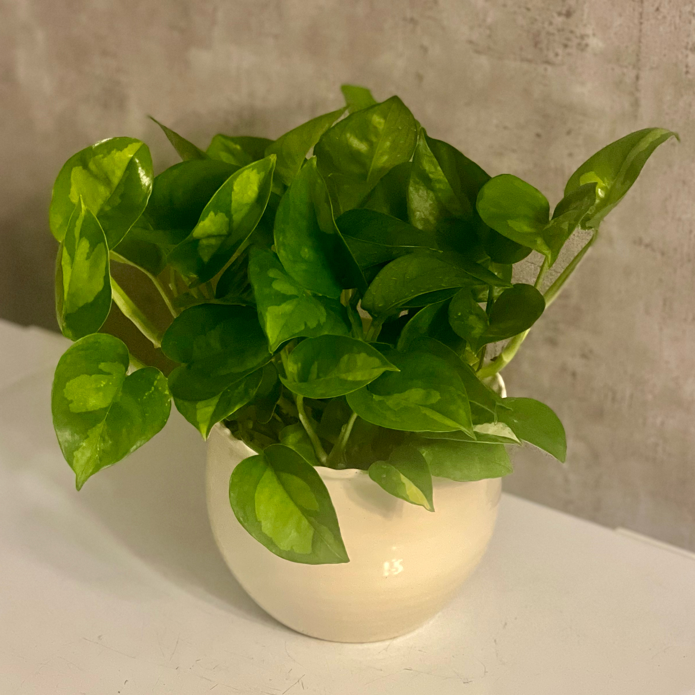 Photo of the plant species Lemon Meringue Pothos by @BabeVila named Veruca on Greg, the plant care app