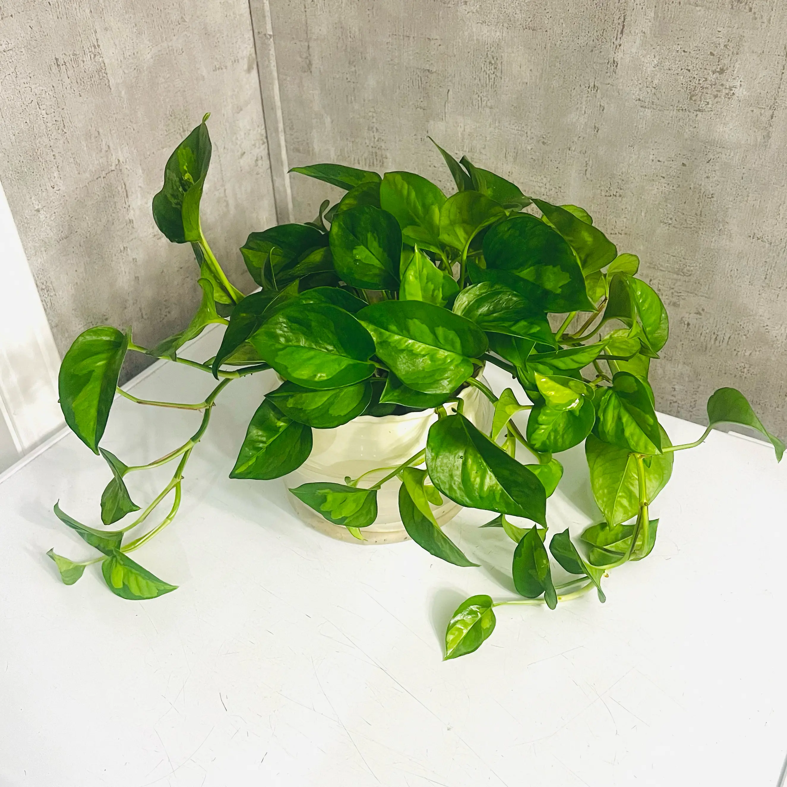 Photo of the plant species Lemon Meringue Pothos by @BabeVila named Veruca on Greg, the plant care app