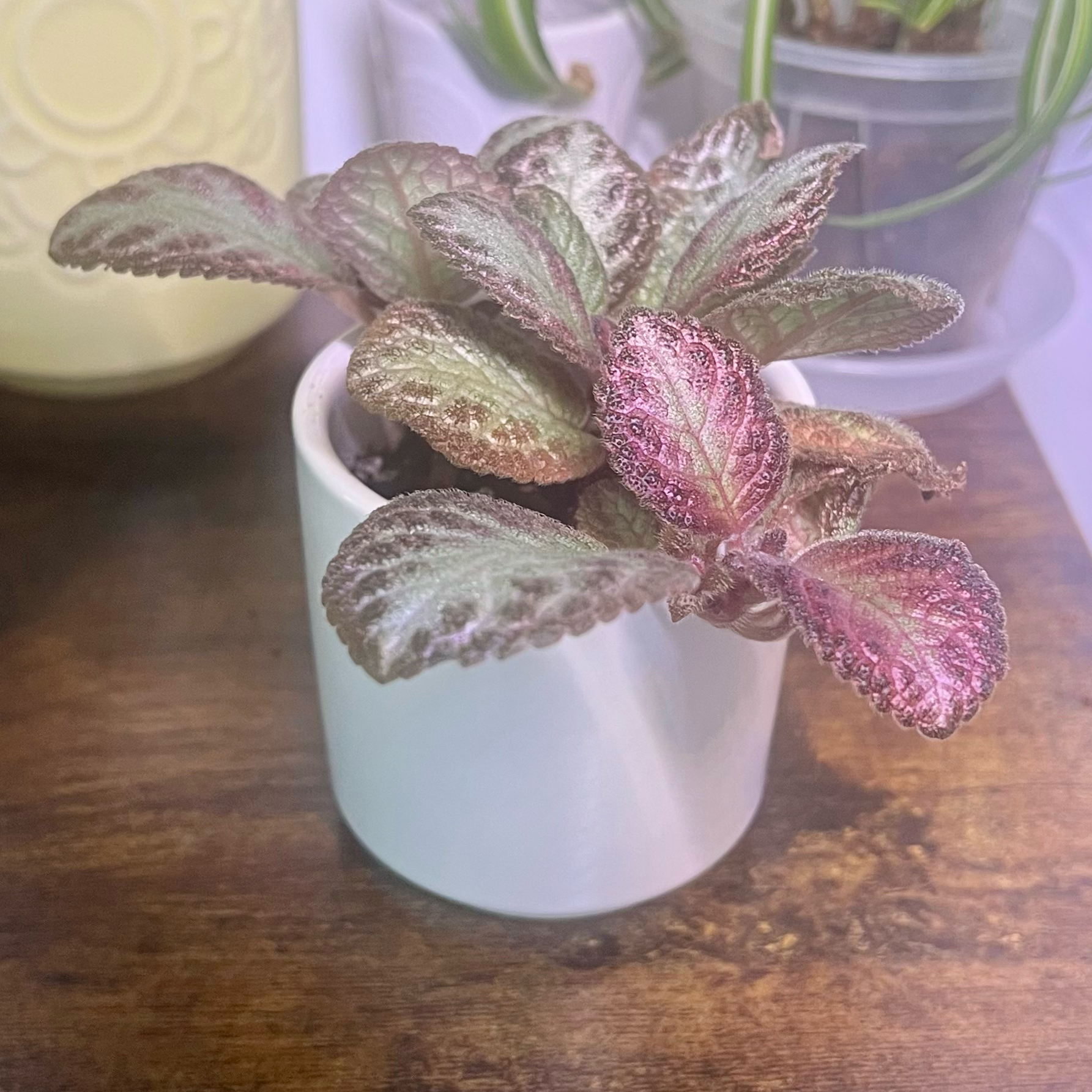 Photo of the plant species Flame Violet by @BabeVila named Priya on Greg, the plant care app