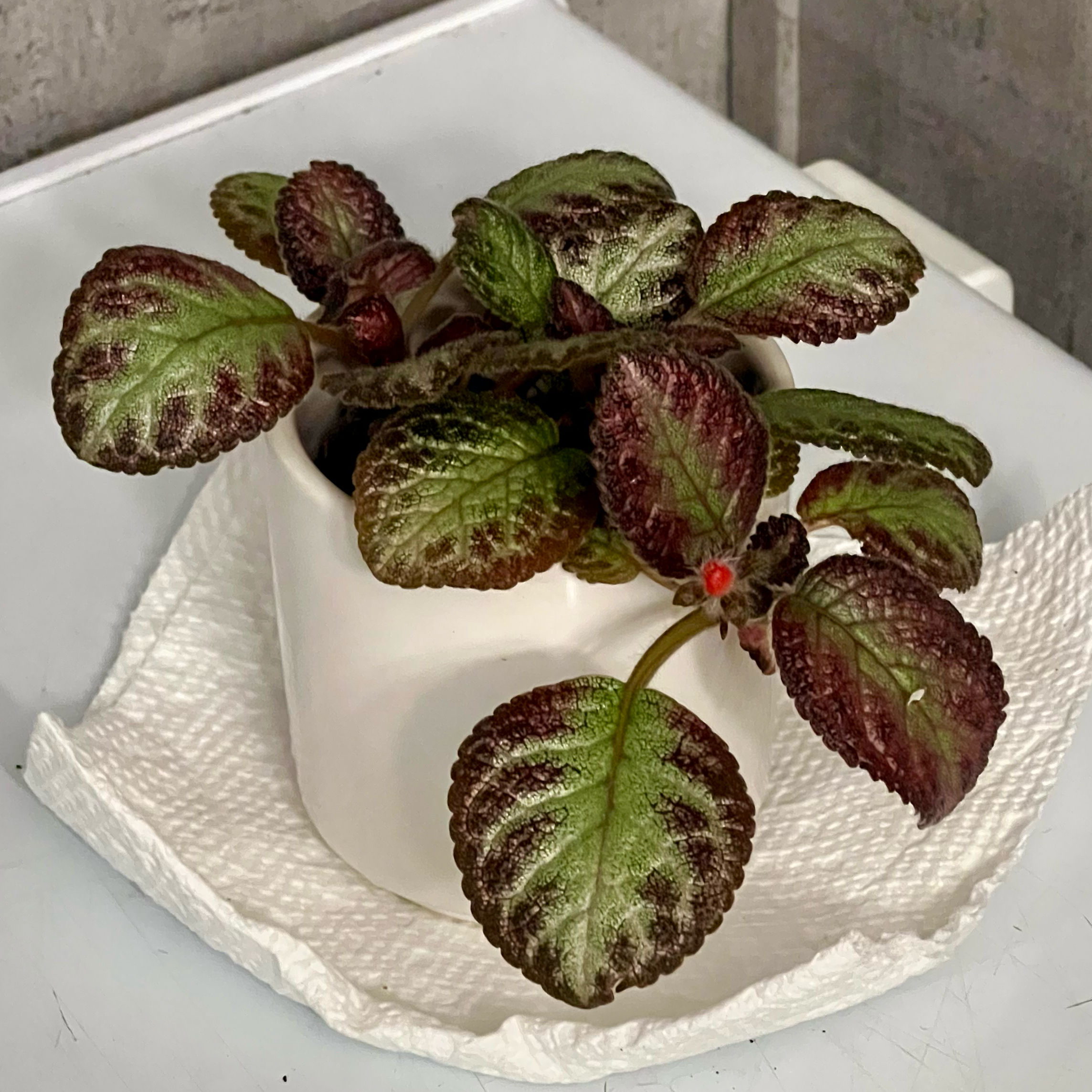 Photo of the plant species Flame Violet by @BabeVila named Priya on Greg, the plant care app