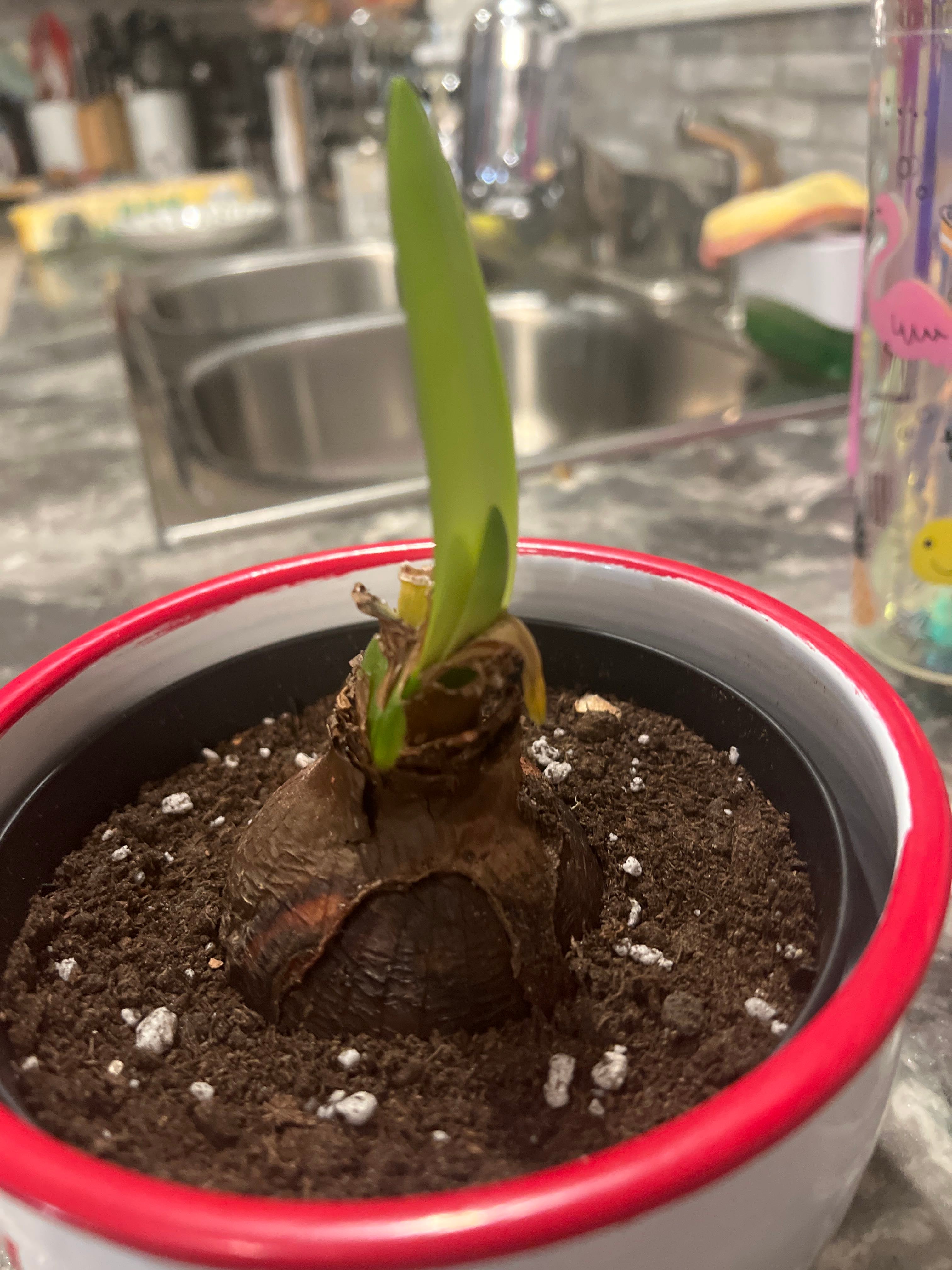 What's Eating Your Amaryllis? 🐛