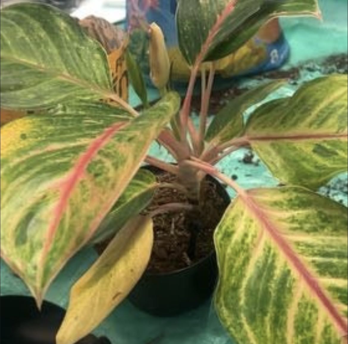 Photo from the post