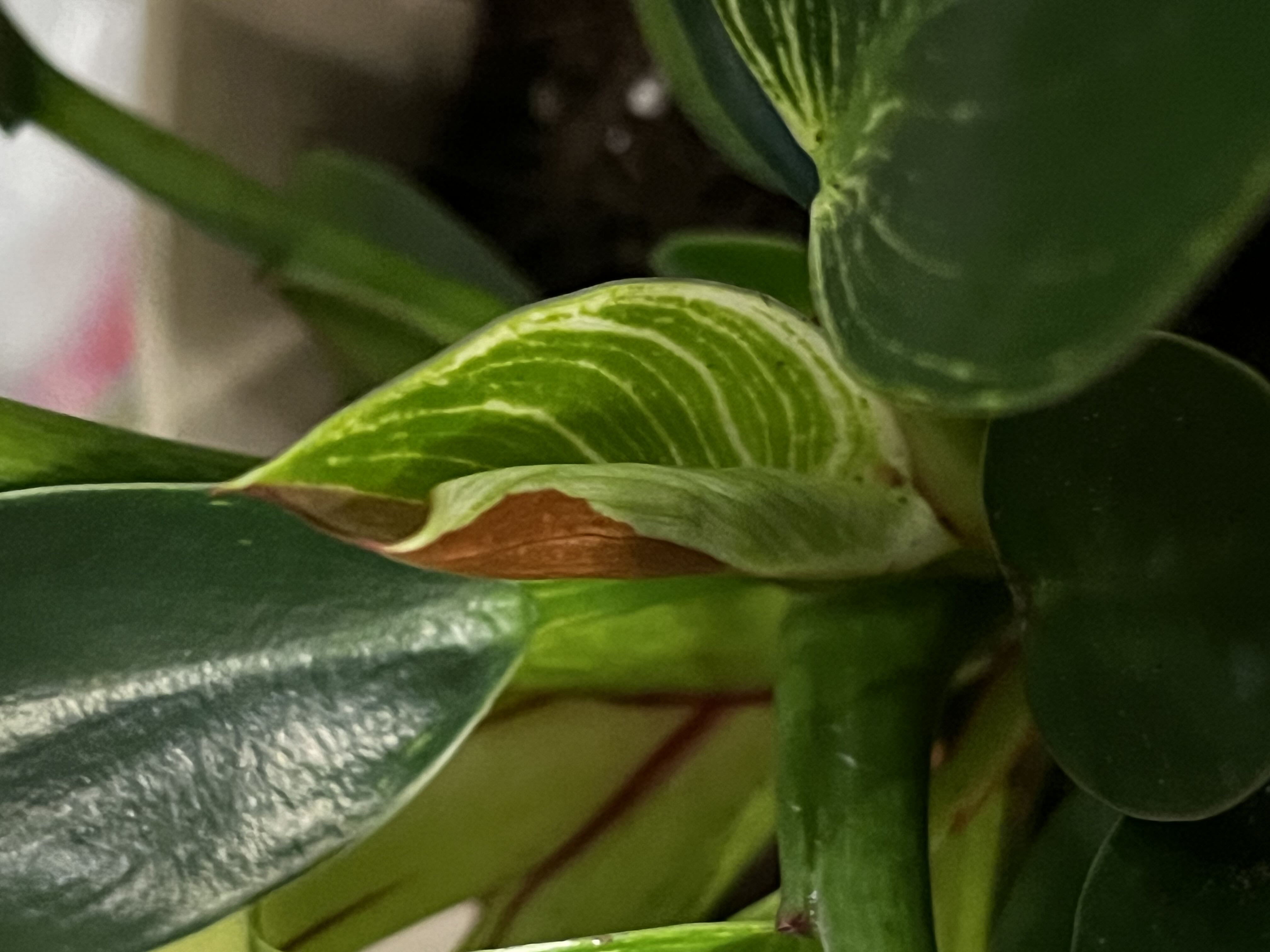 forest star snake plant Rare Boncel Starfish Snake Plant -Sanseveria- Almost Impossible to Kill