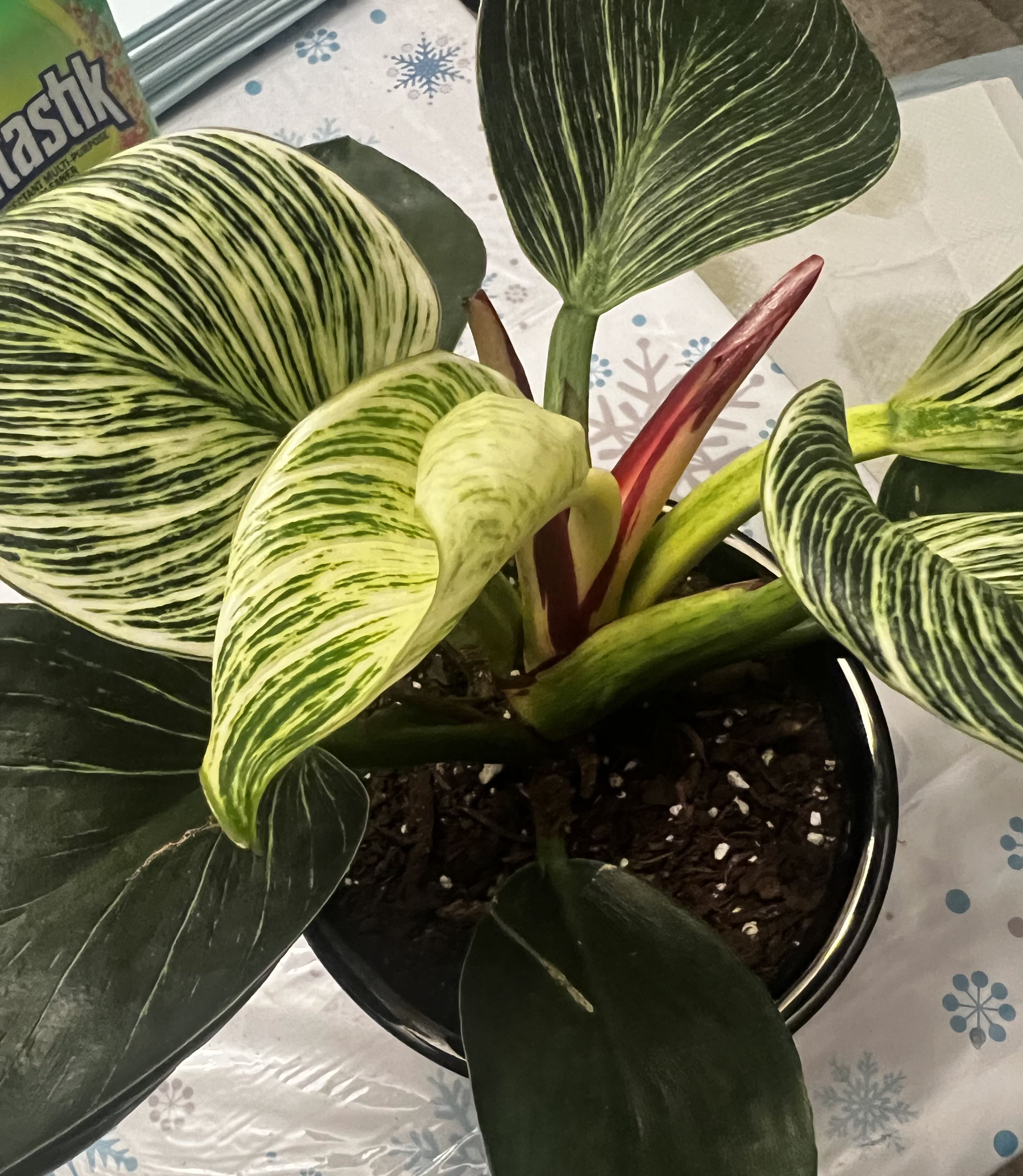 6" Philodendron Birkin How To Fix Philodendron Birkin Yellow Leaves