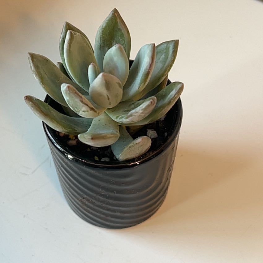 Pachyveria 'Powder Puff' succulent in a black pot with some browning leaf tips.