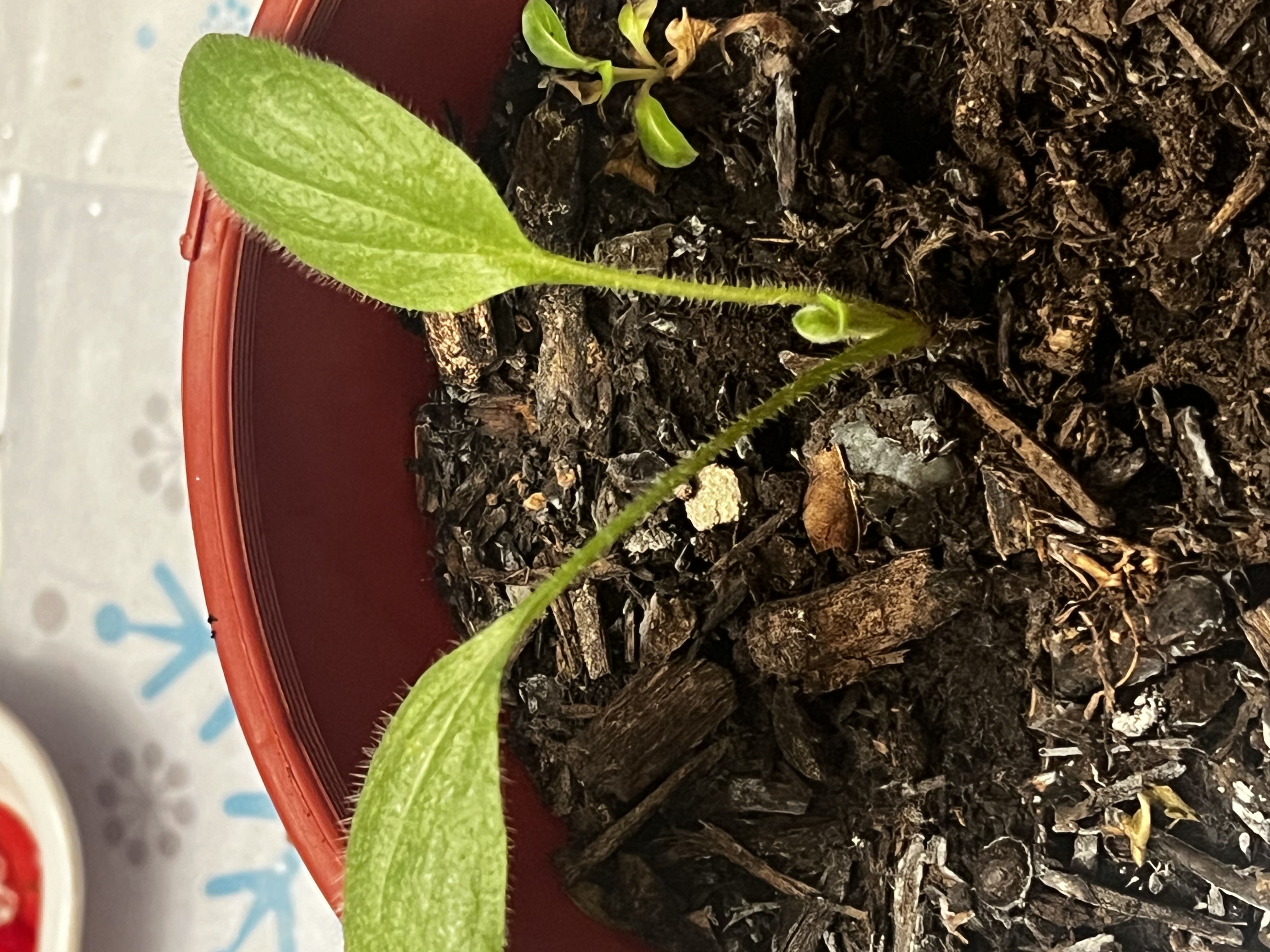 Photo from the post