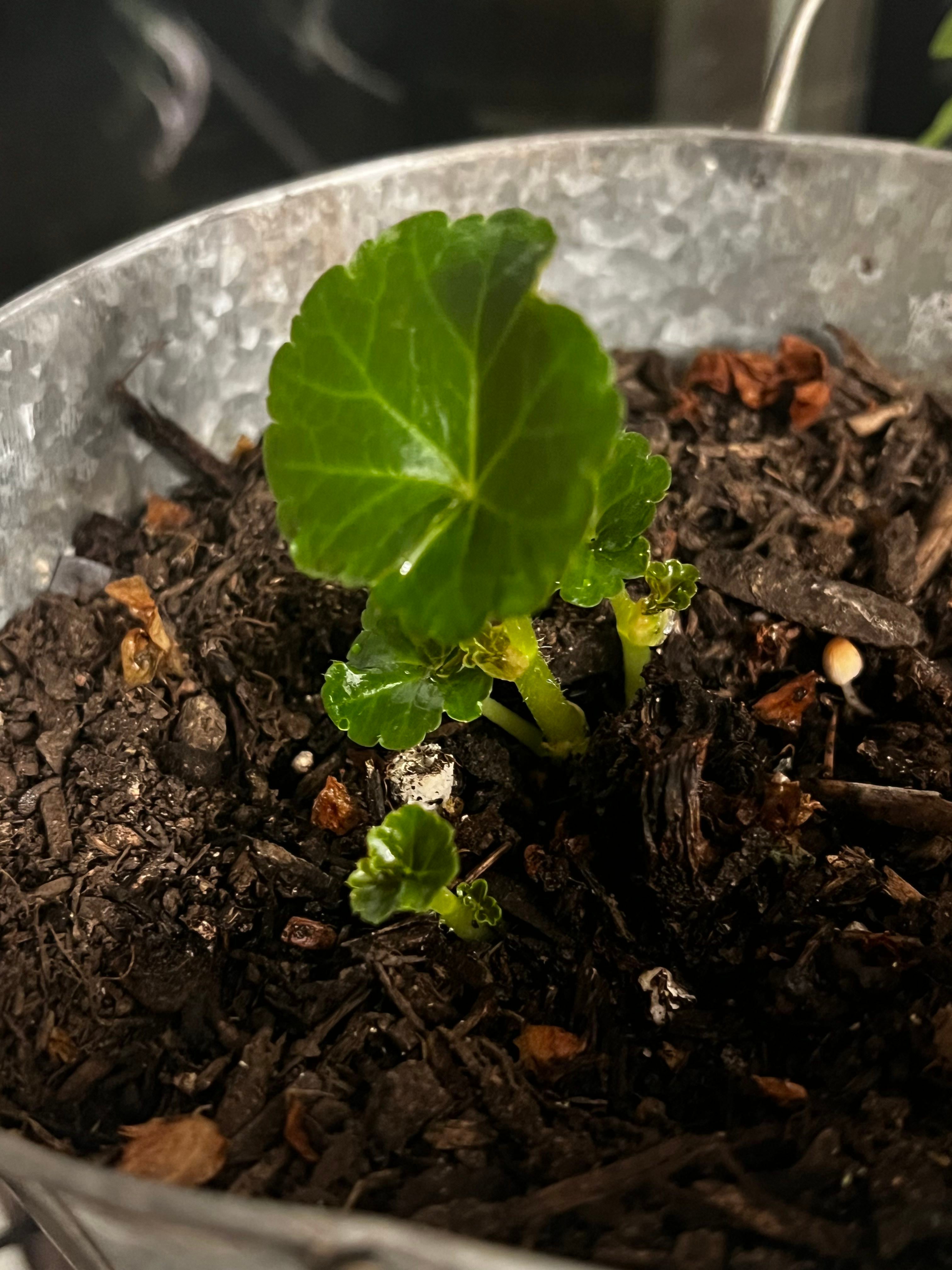 🌻 ColdTolerant BlackEyed Susan Hardiness Zones 3a9b