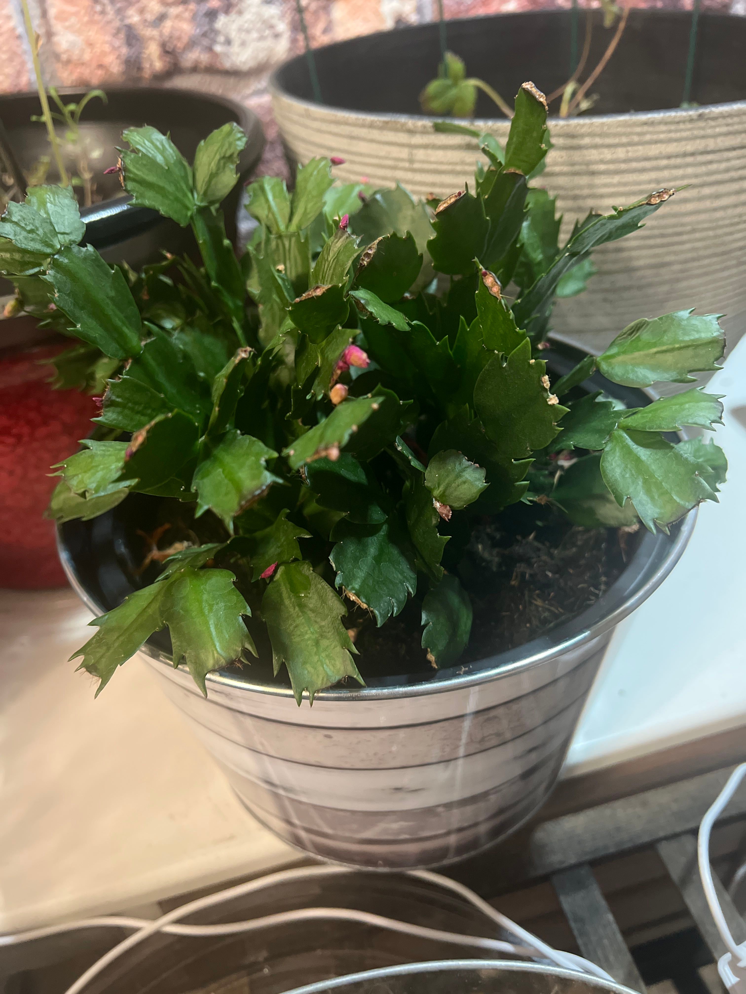 Keep Your False Christmas Cactus Alive Light, Water & Care Instructions